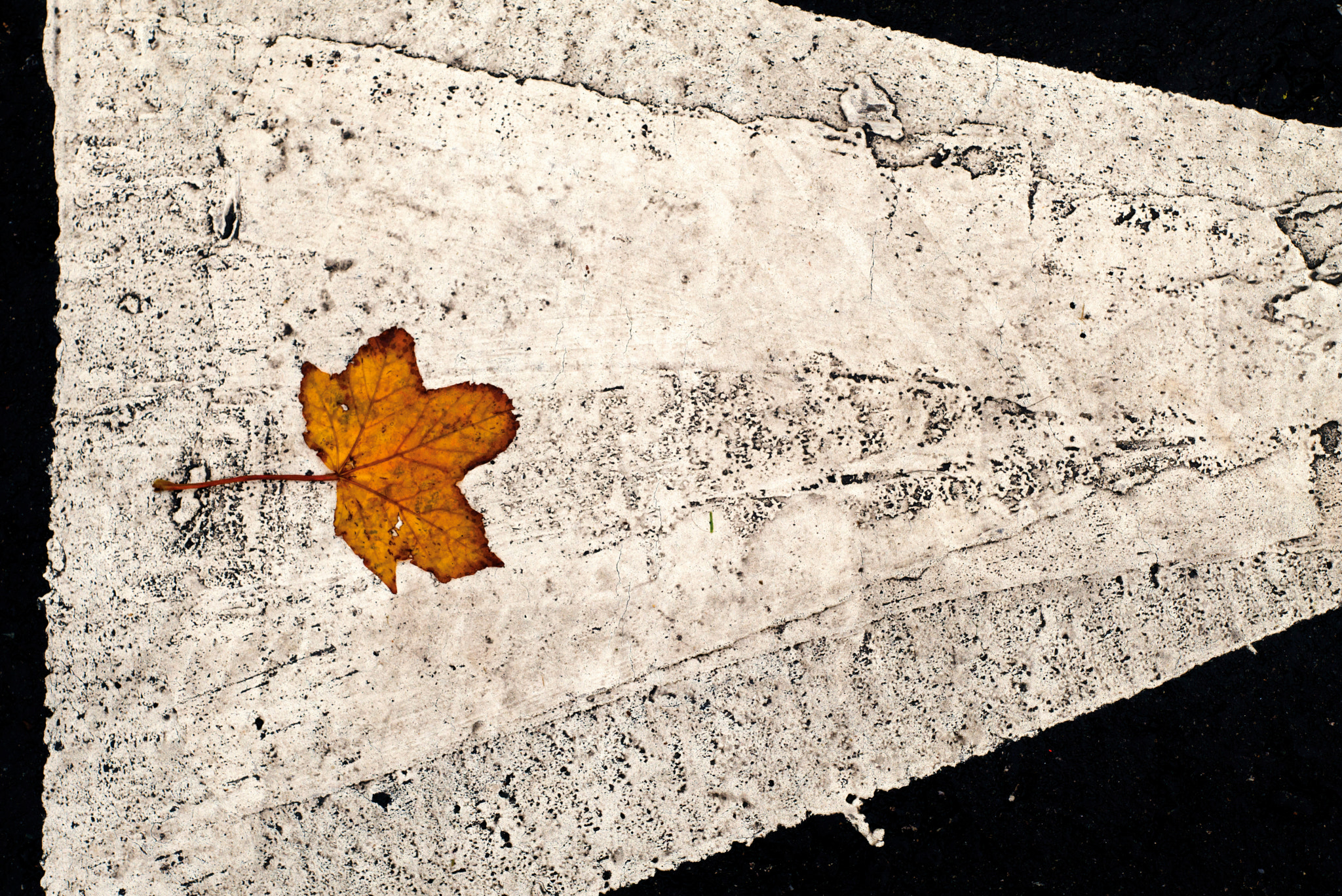 Leica APO-Summicron-M 75mm F2 ASPH sample photo. Road marking with leaf photography