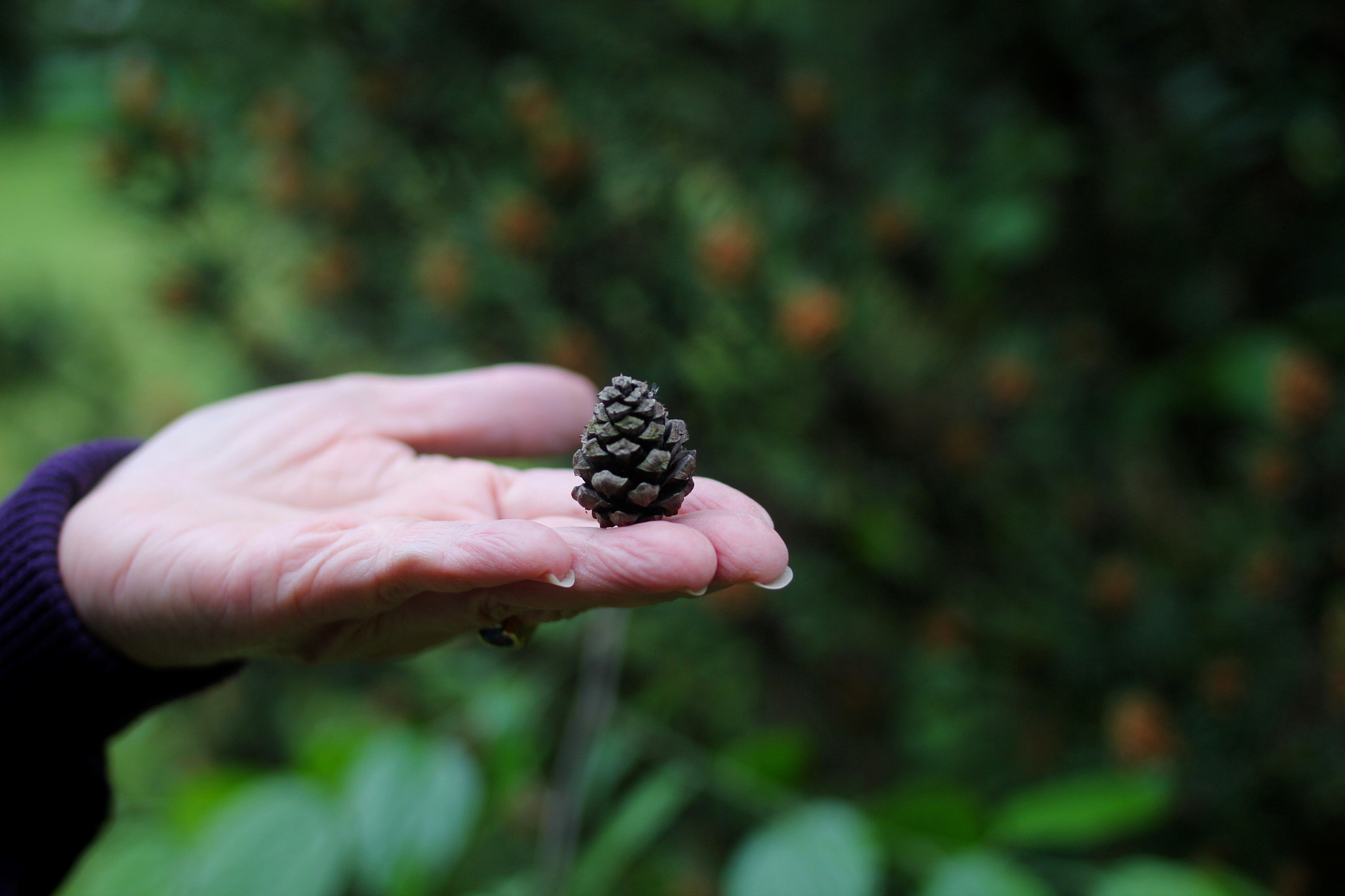 Canon EOS 550D (EOS Rebel T2i / EOS Kiss X4) + Canon EF 35mm F2 sample photo. Pine cones photography