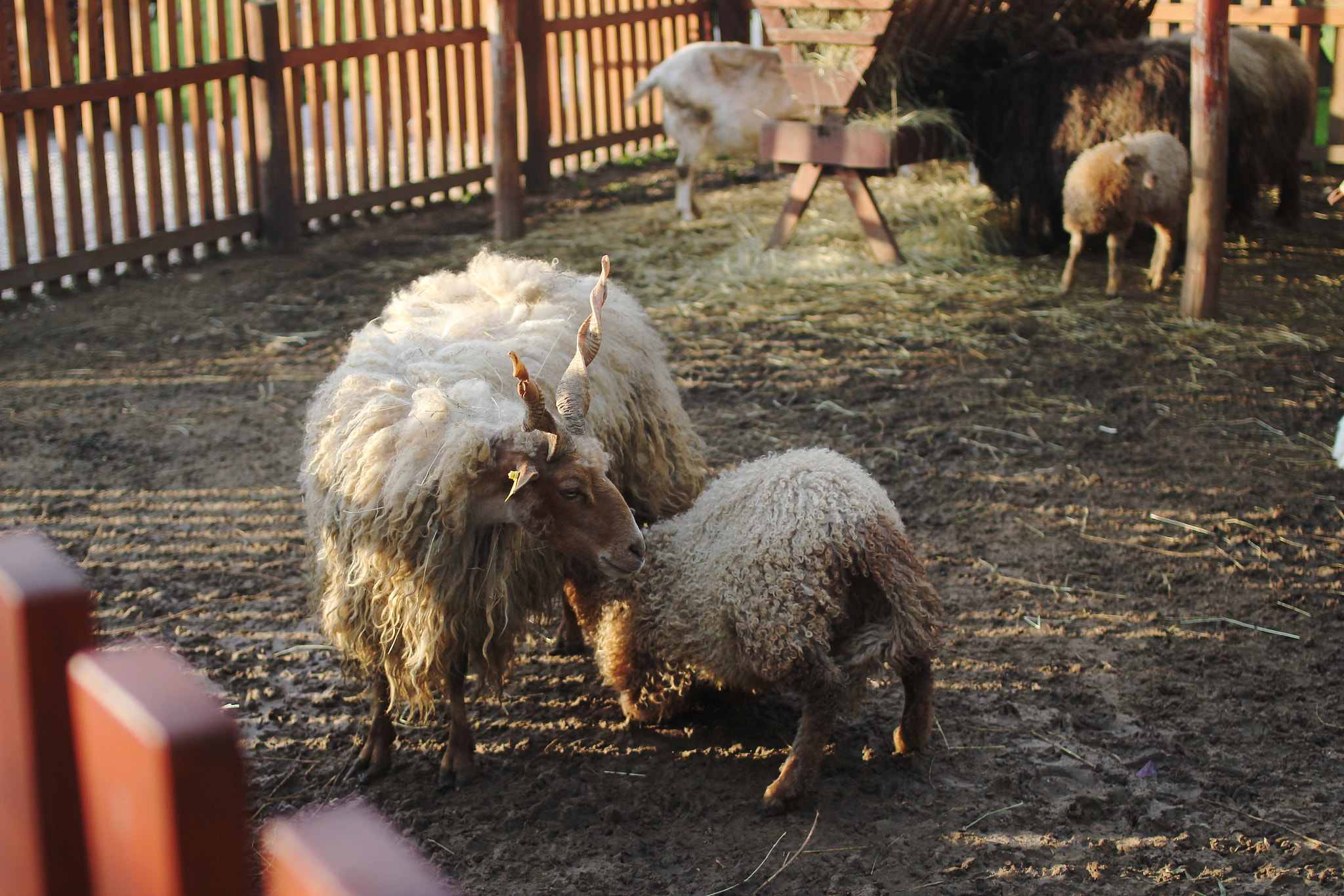 Canon EOS 550D (EOS Rebel T2i / EOS Kiss X4) + Canon EF 35mm F2 sample photo. Sheep barn photography