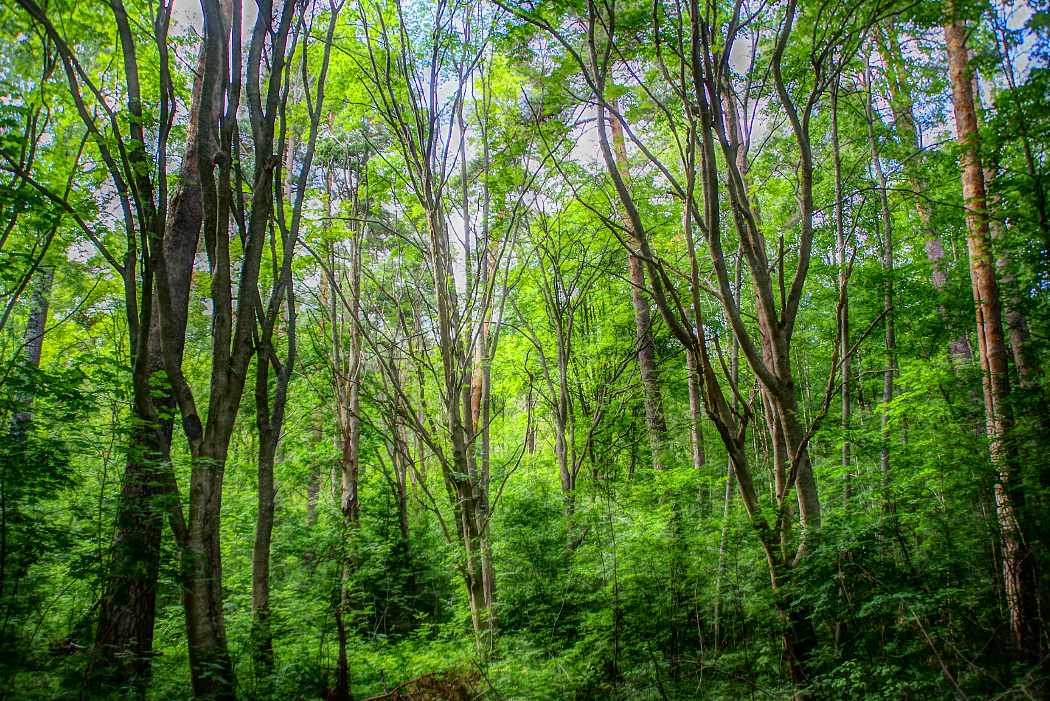 Pentax K-1 sample photo. Can you hear the birds photography