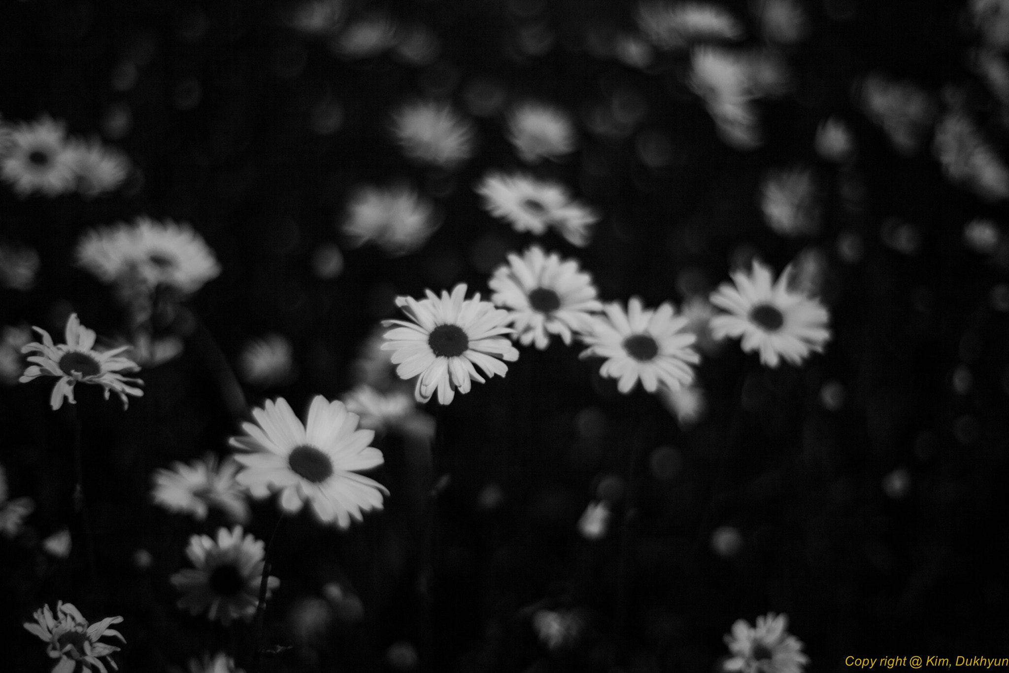 ZEISS Planar T* 50mm F1.4 sample photo. Flowers photography