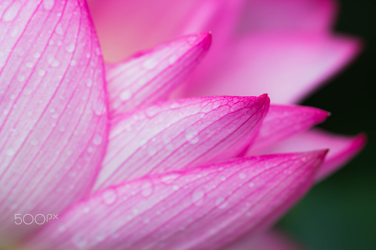 Canon EOS 600D (Rebel EOS T3i / EOS Kiss X5) sample photo. Rainy pink photography