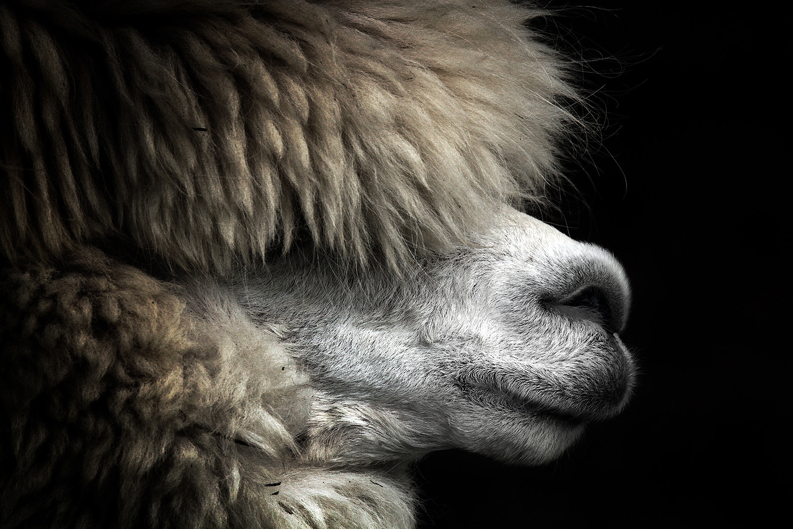 150-600mm F5-6.3 DG OS HSM | Sports 014 sample photo. Alpaca_i photography