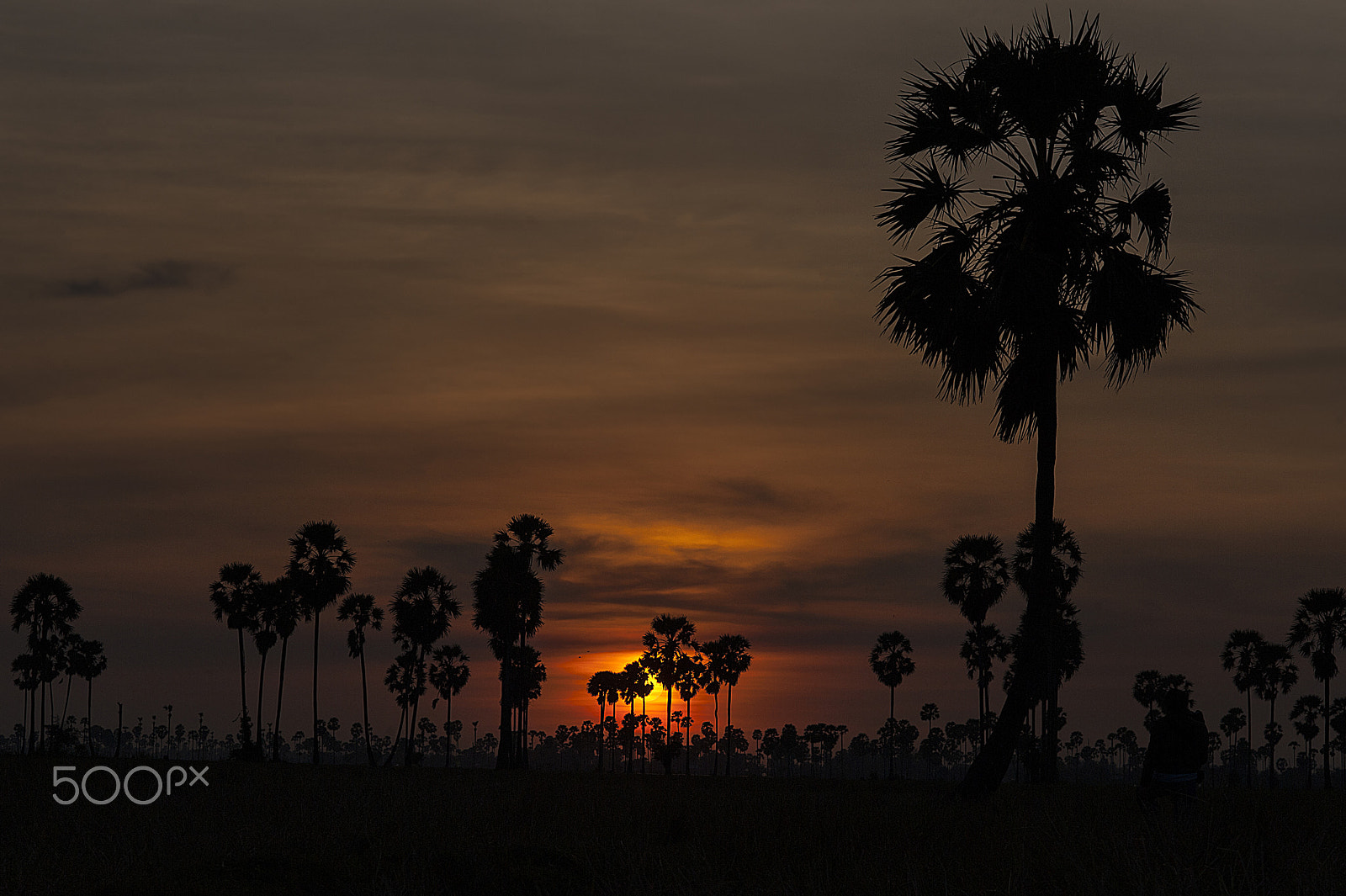 Nikon D3 + Nikon AF Nikkor 85mm F1.8D sample photo. Sugar palm trees and sunset sky photography