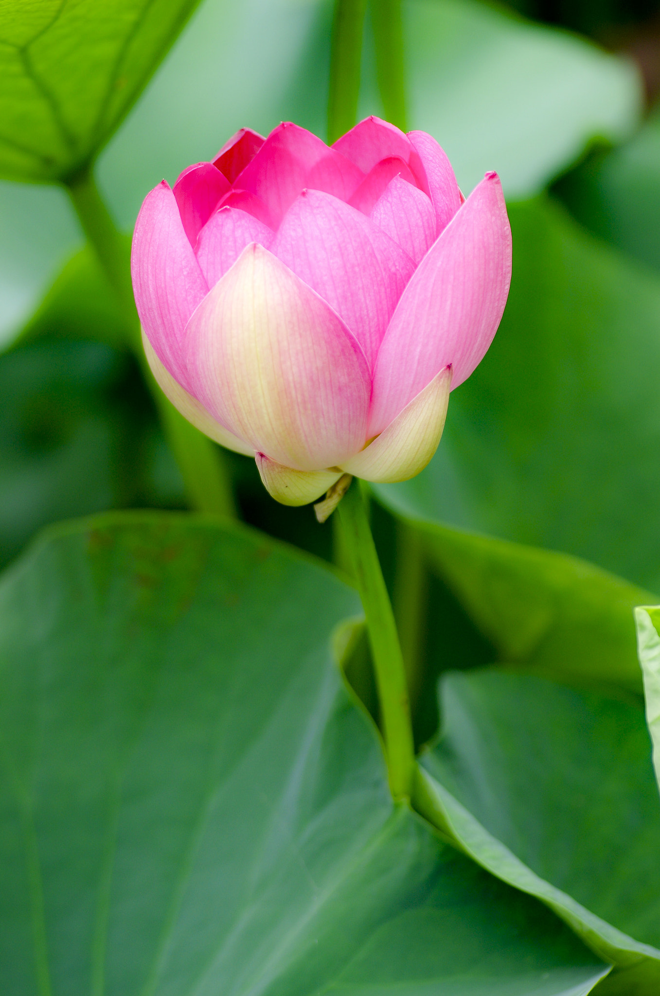 Tamron SP AF 90mm F2.8 Di Macro sample photo. Beginning photography