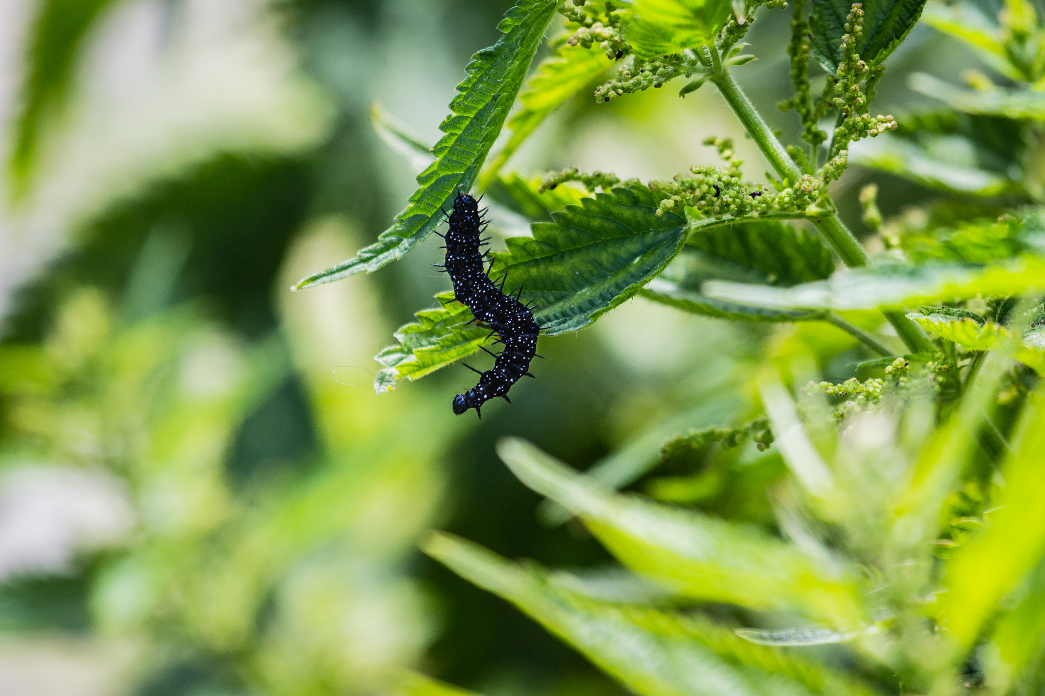 Canon EF 100-400mm F4.5-5.6L IS USM sample photo. Larva photography