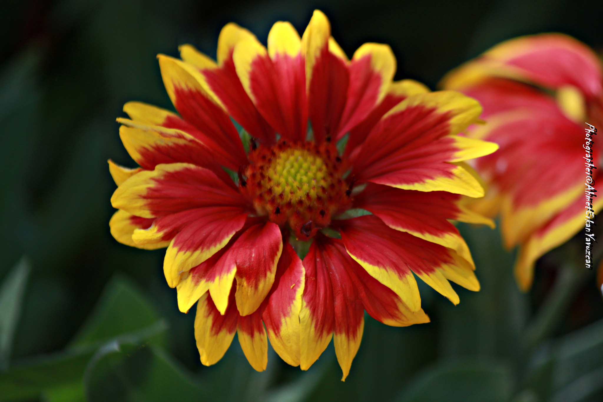 Canon EOS 500D (EOS Rebel T1i / EOS Kiss X3) sample photo. Passion - tutku photography