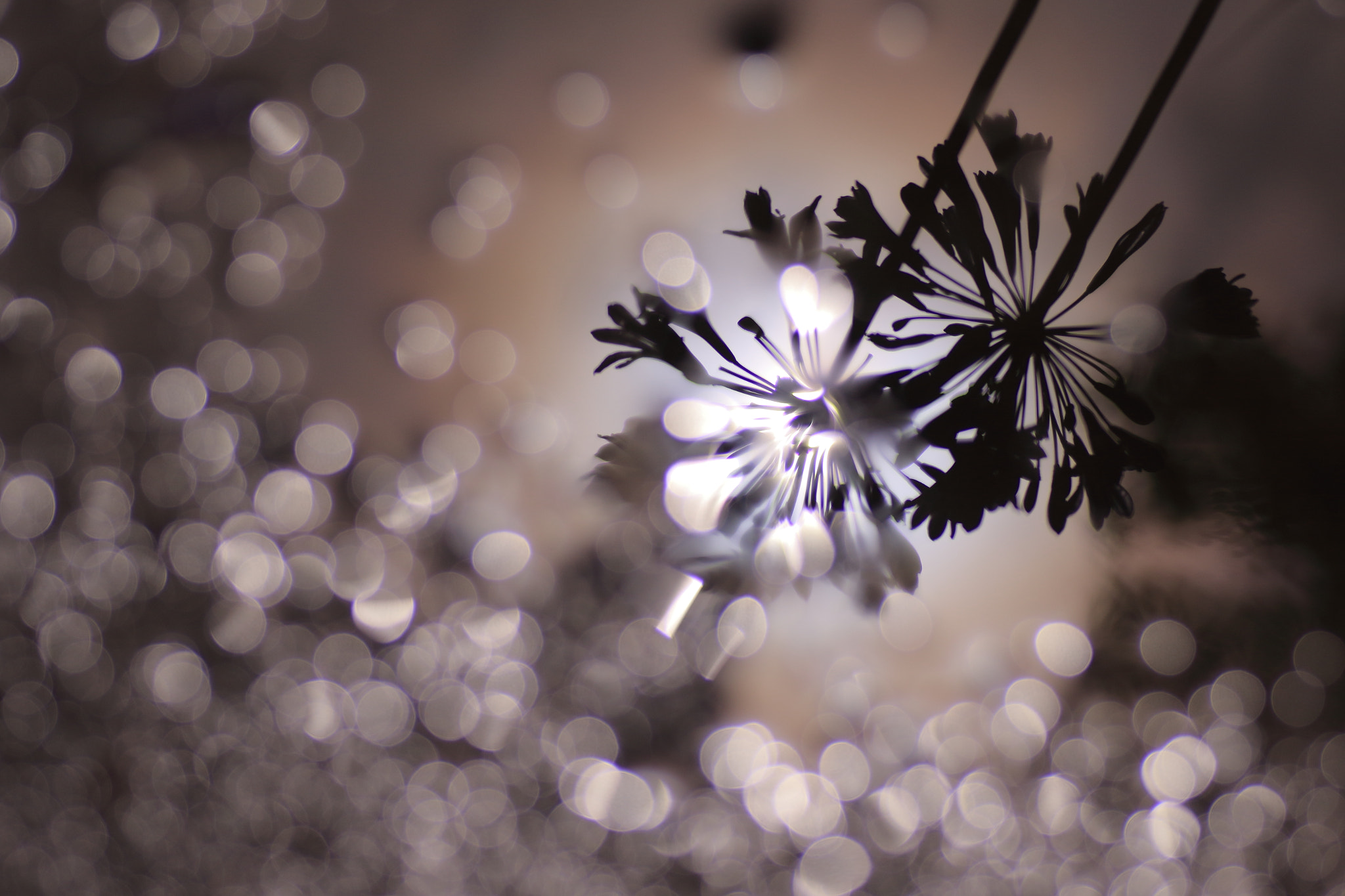 Canon EOS 7D Mark II + Tamron SP AF 90mm F2.8 Di Macro sample photo. ...水辺の花火。 photography