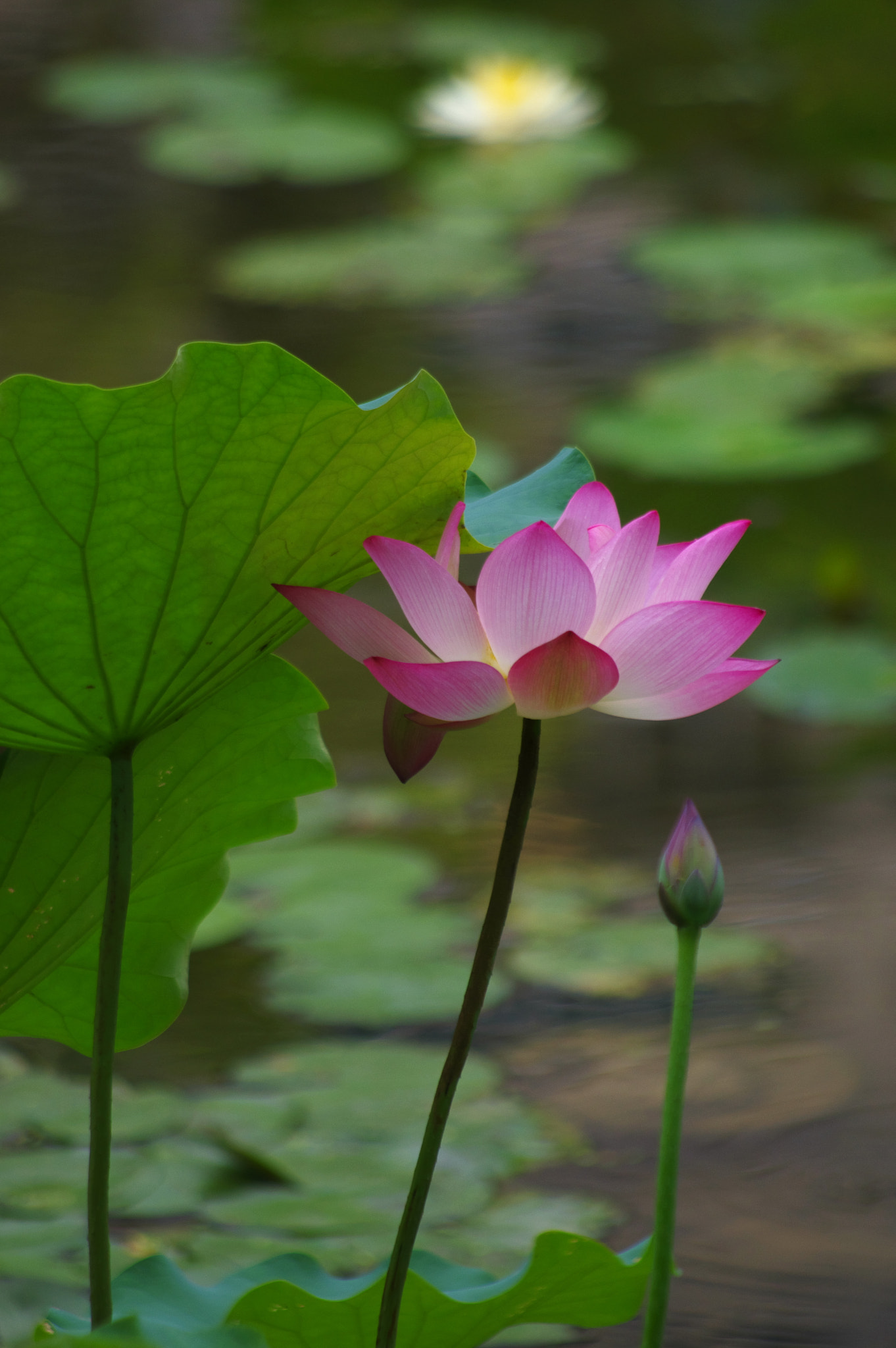 smc PENTAX-DA L 55-300mm F4-5.8 ED sample photo. Vision photography