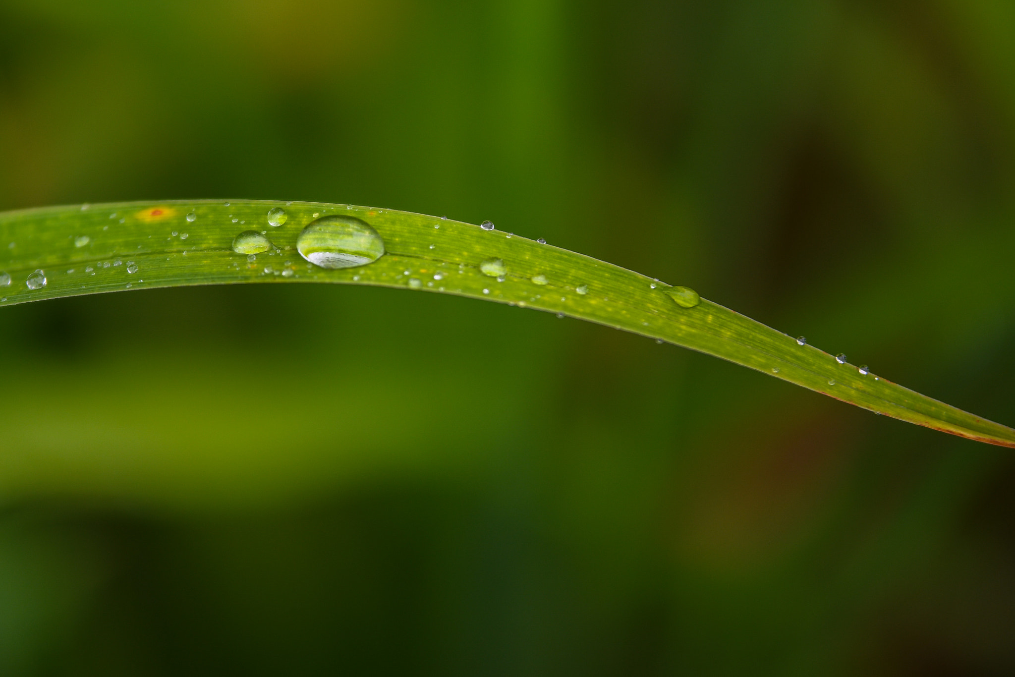 Nikon D500 + Sigma 50-100mm F1.8 DC HSM Art sample photo. Drops on grass leaf photography