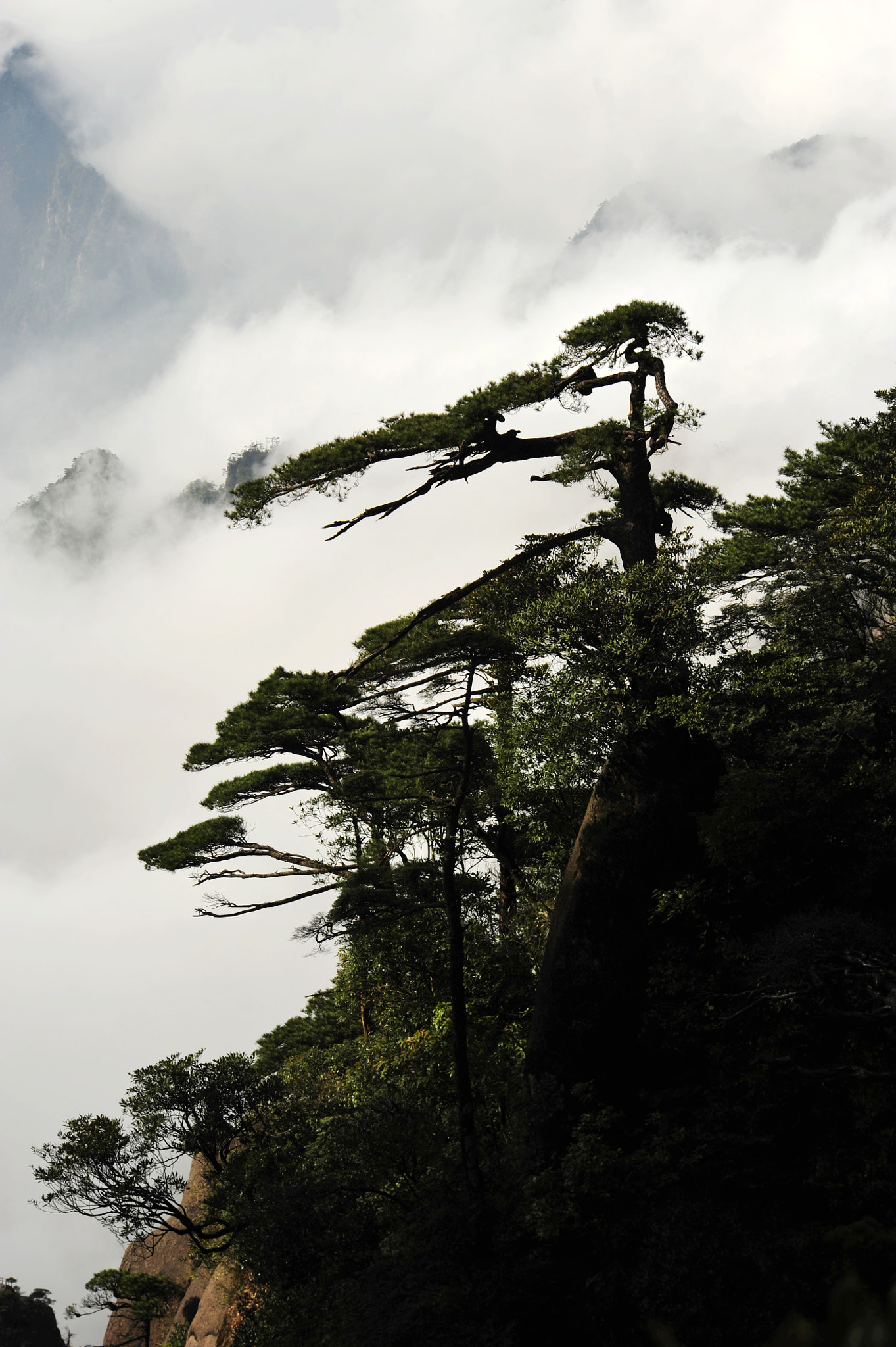 Nikon D3 sample photo. Fog pine photography
