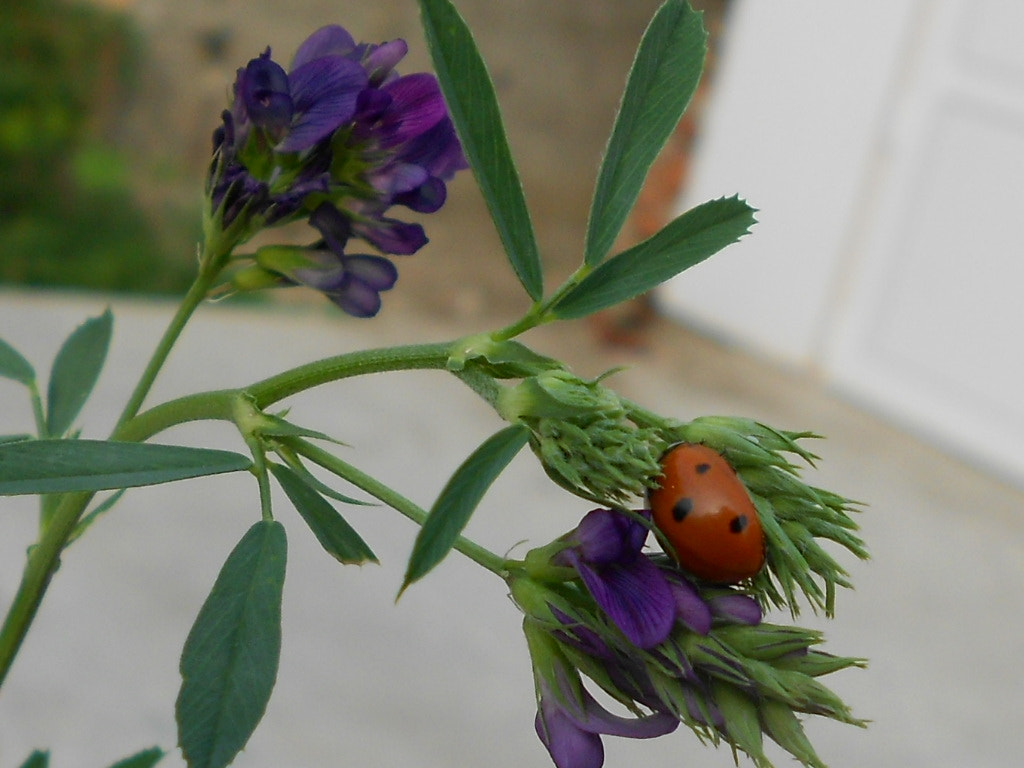 Nikon COOLPIX S2600 sample photo. Beautiful ladybug photography