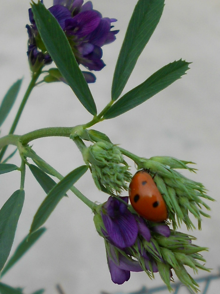 Nikon COOLPIX S2600 sample photo. Beautiful ladybug photography