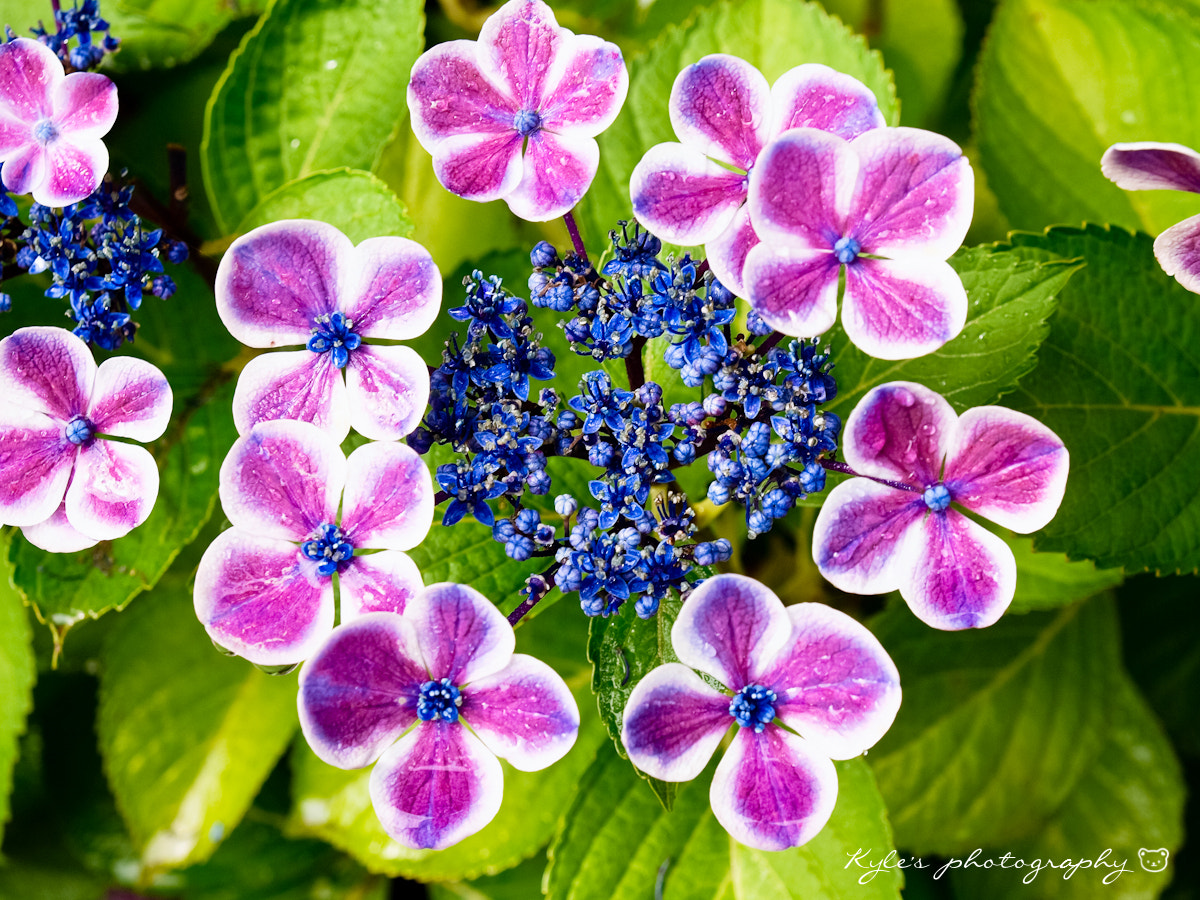 Olympus Zuiko Digital 14-54mm F2.8-3.5 II sample photo. Hydrangea photography