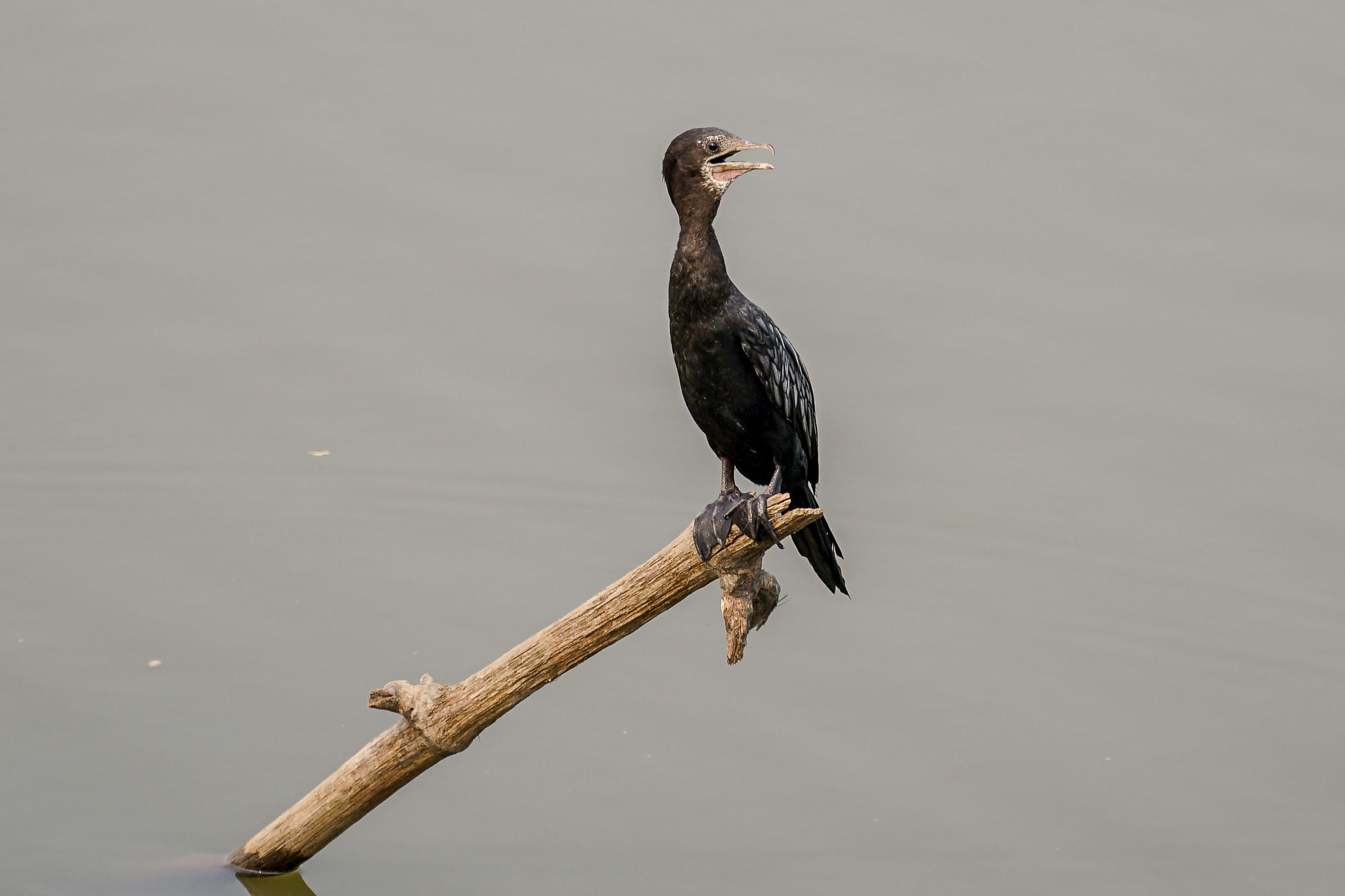 Sony 70-300mm F4.5-5.6 G SSM sample photo. Little cormorant photography