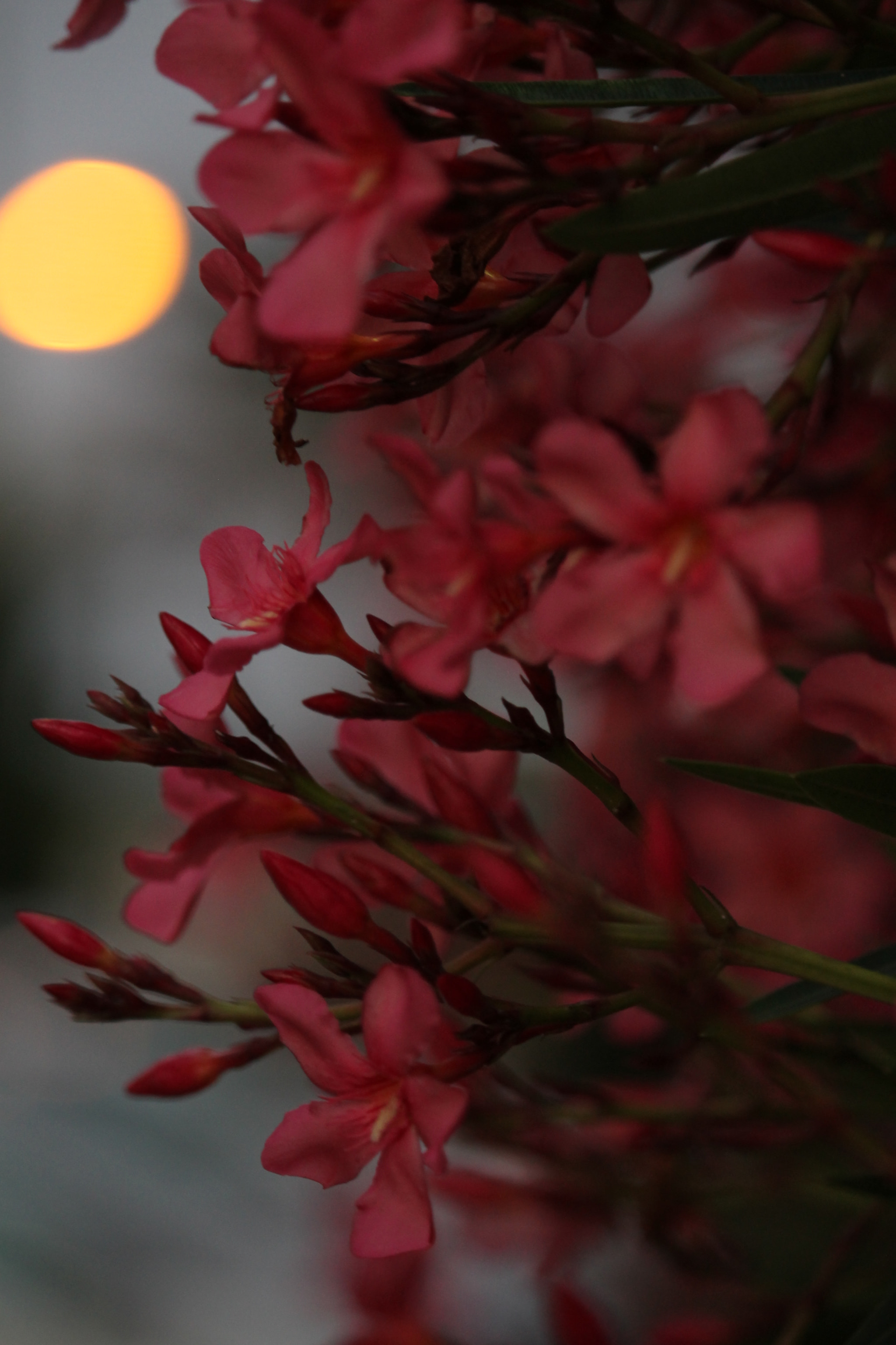 Canon EF-S 55-250mm F4-5.6 IS STM sample photo. Flower with sunset photography