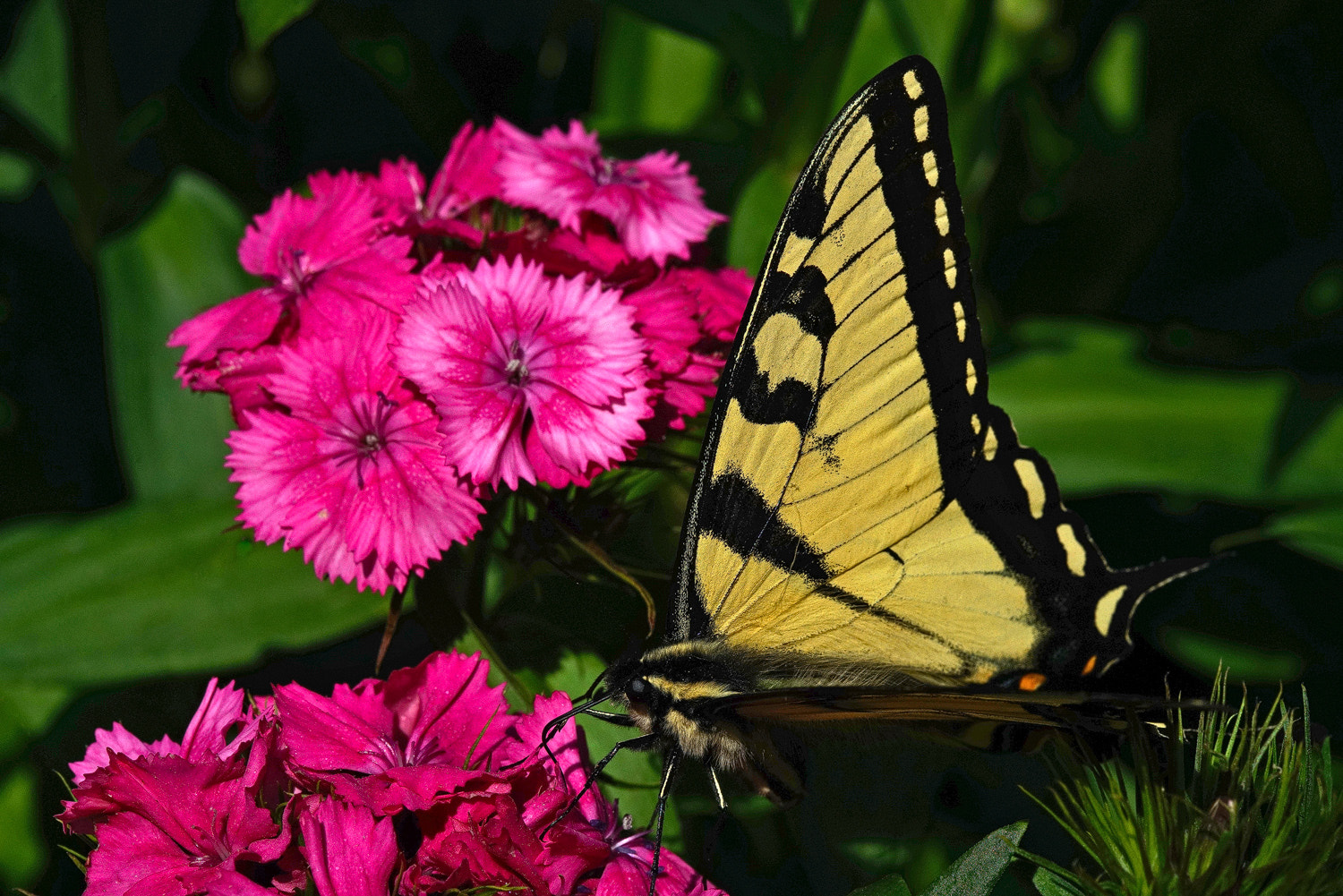 100mm F2.8 SSM sample photo. Swallowtail and sweet william photography