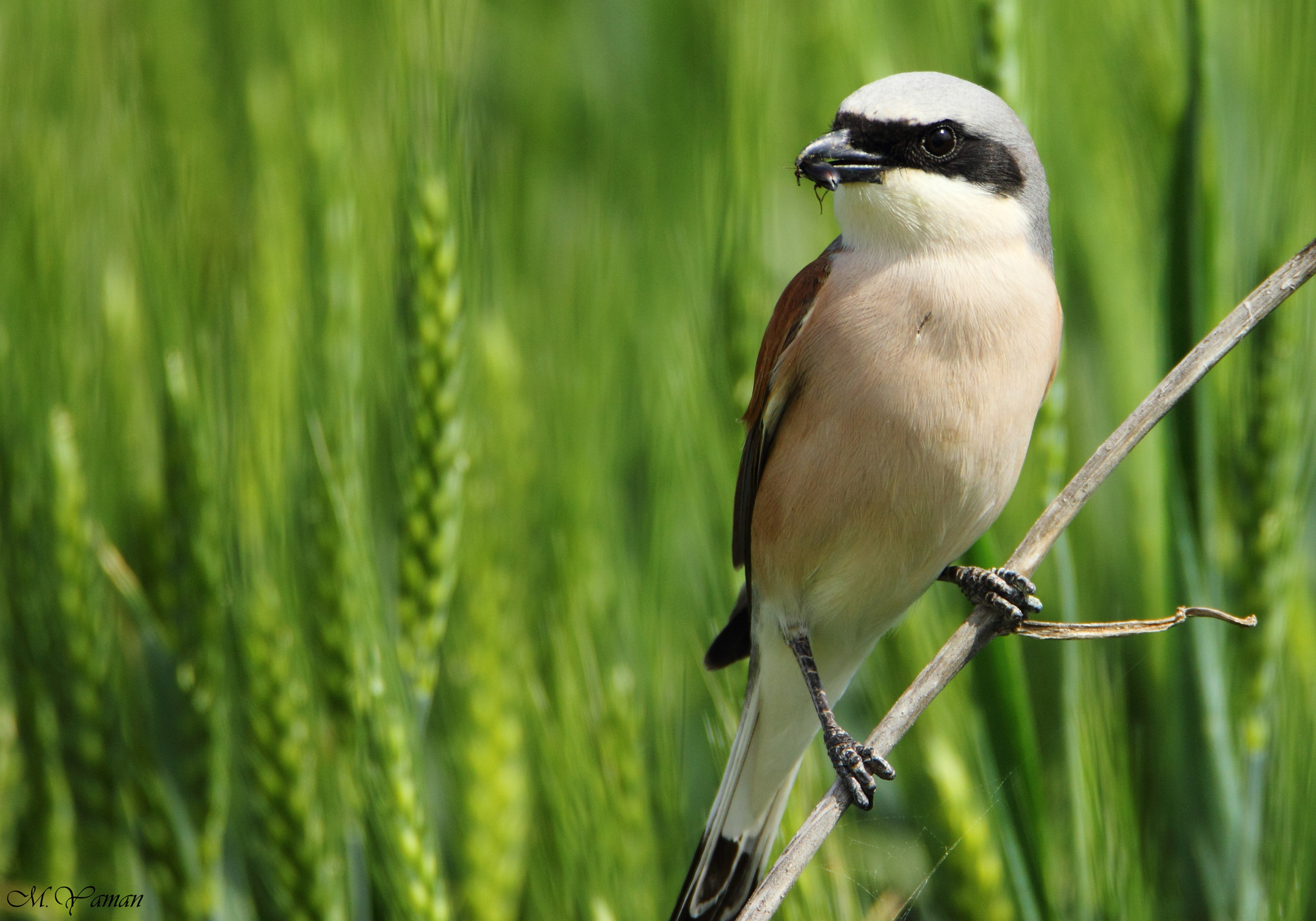 Tamron SP 150-600mm F5-6.3 Di VC USD sample photo. Kızılsırtlı örümcekkuşu - red-backed shrike photography