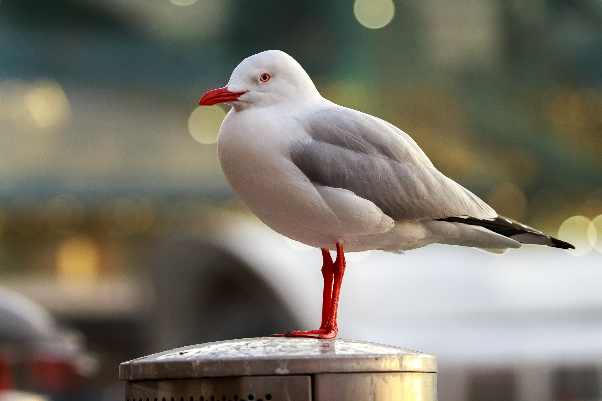 Canon EF 70-200mm F2.8L USM sample photo. Resting photography