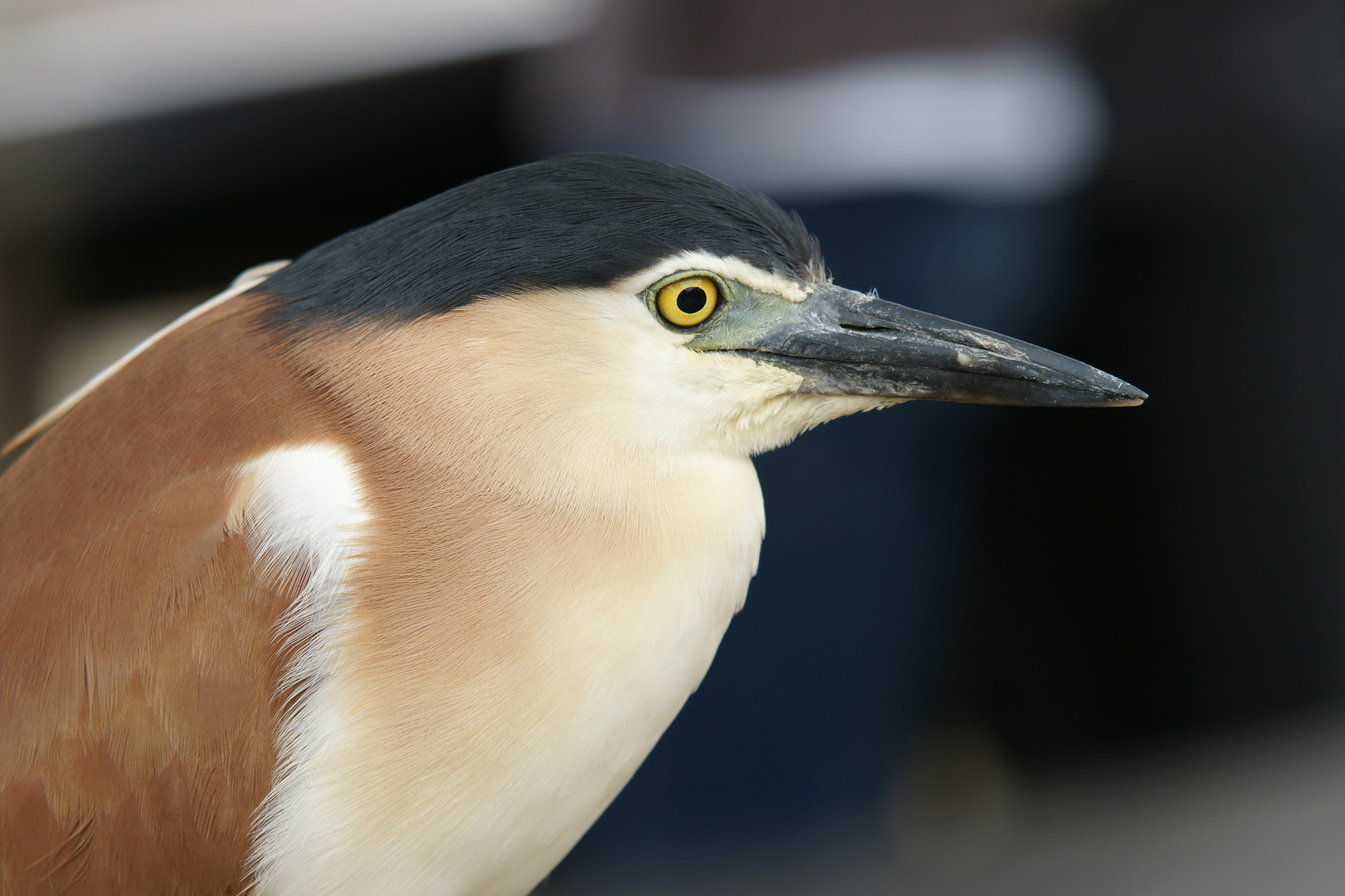 Sony Alpha DSLR-A700 + Sigma M-AF 70-200mm F2.8 EX APO sample photo. Nankeen night heron photography