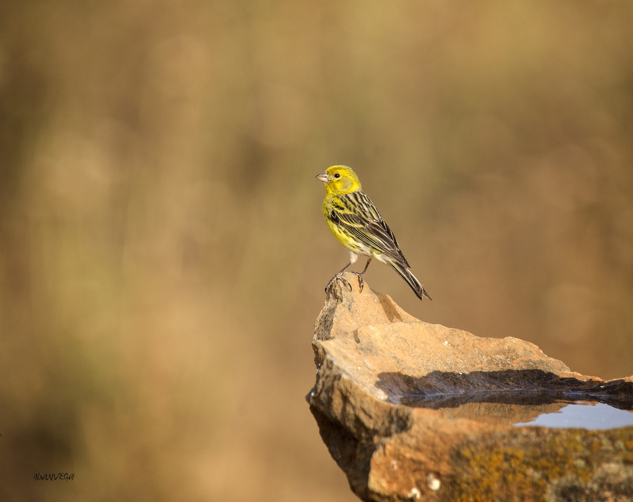 Sony Alpha DSLR-A850 + Minolta AF 300mm F2.8 HS-APO G sample photo. Canario photography