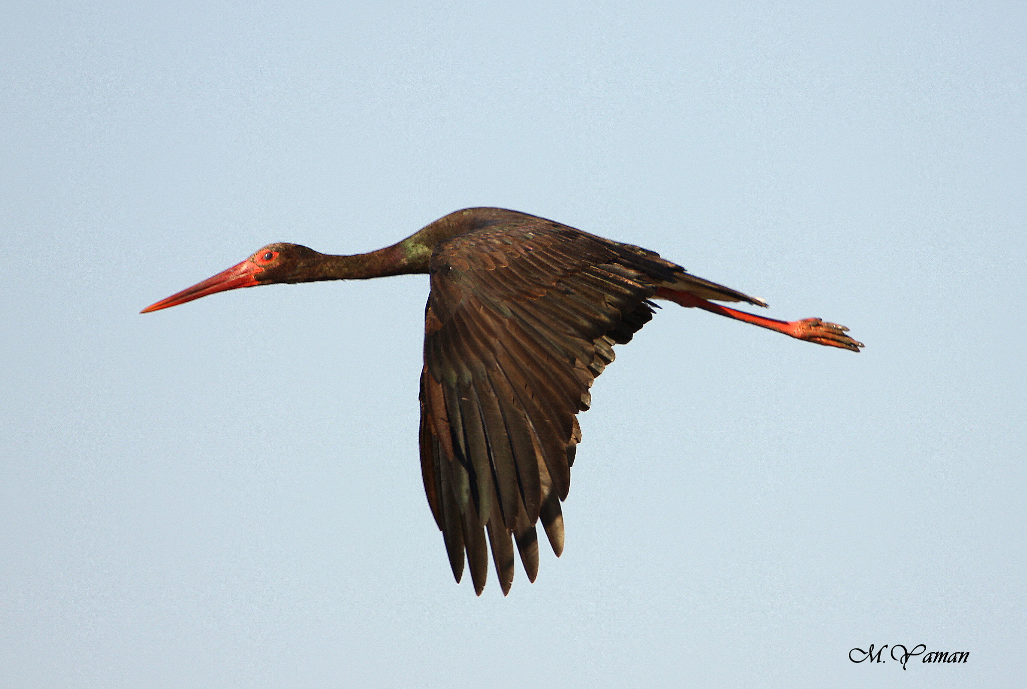 Tamron SP 150-600mm F5-6.3 Di VC USD sample photo. Black stork photography