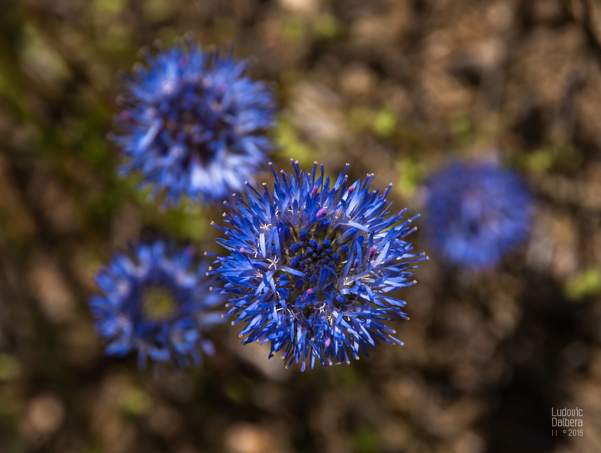 Nikon D40X sample photo. Bluepower photography