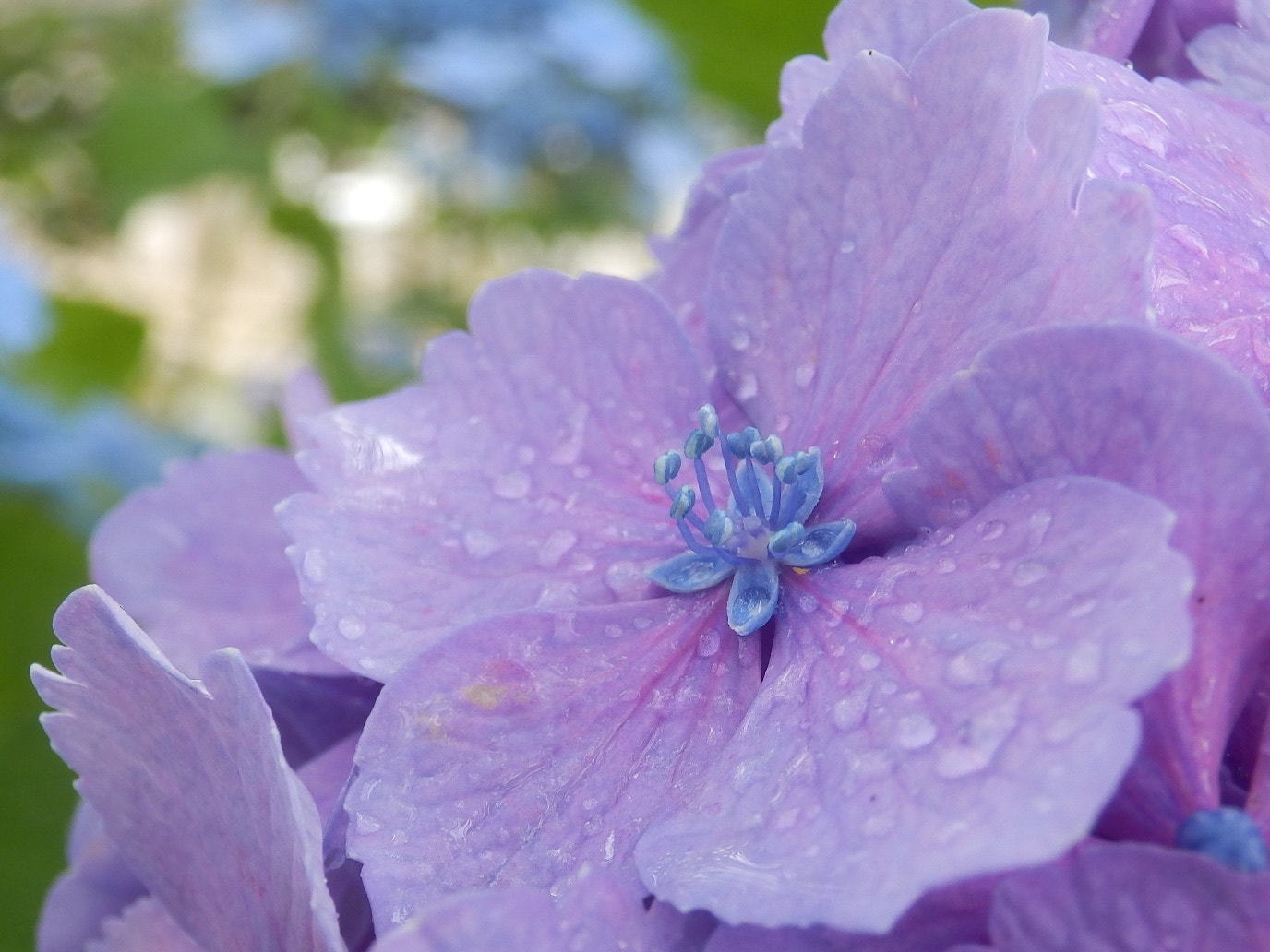 Olympus SH-25MR sample photo. 紫陽花　hydrangea photography