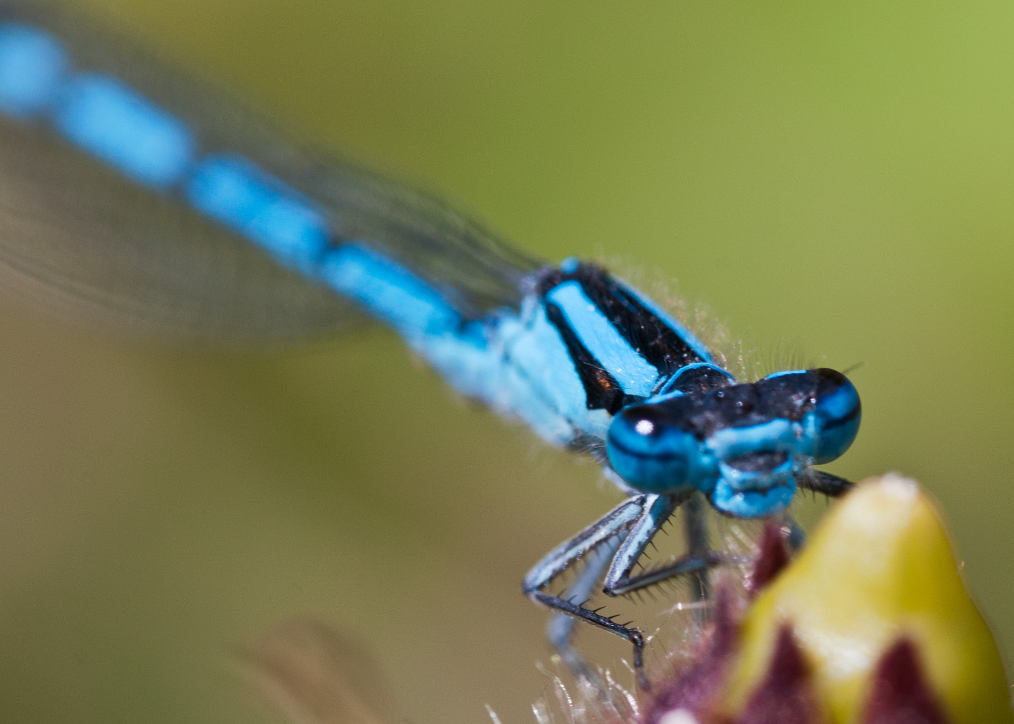 Sigma 105mm F2.8 EX DG OS HSM sample photo. Common blue damselfly photography