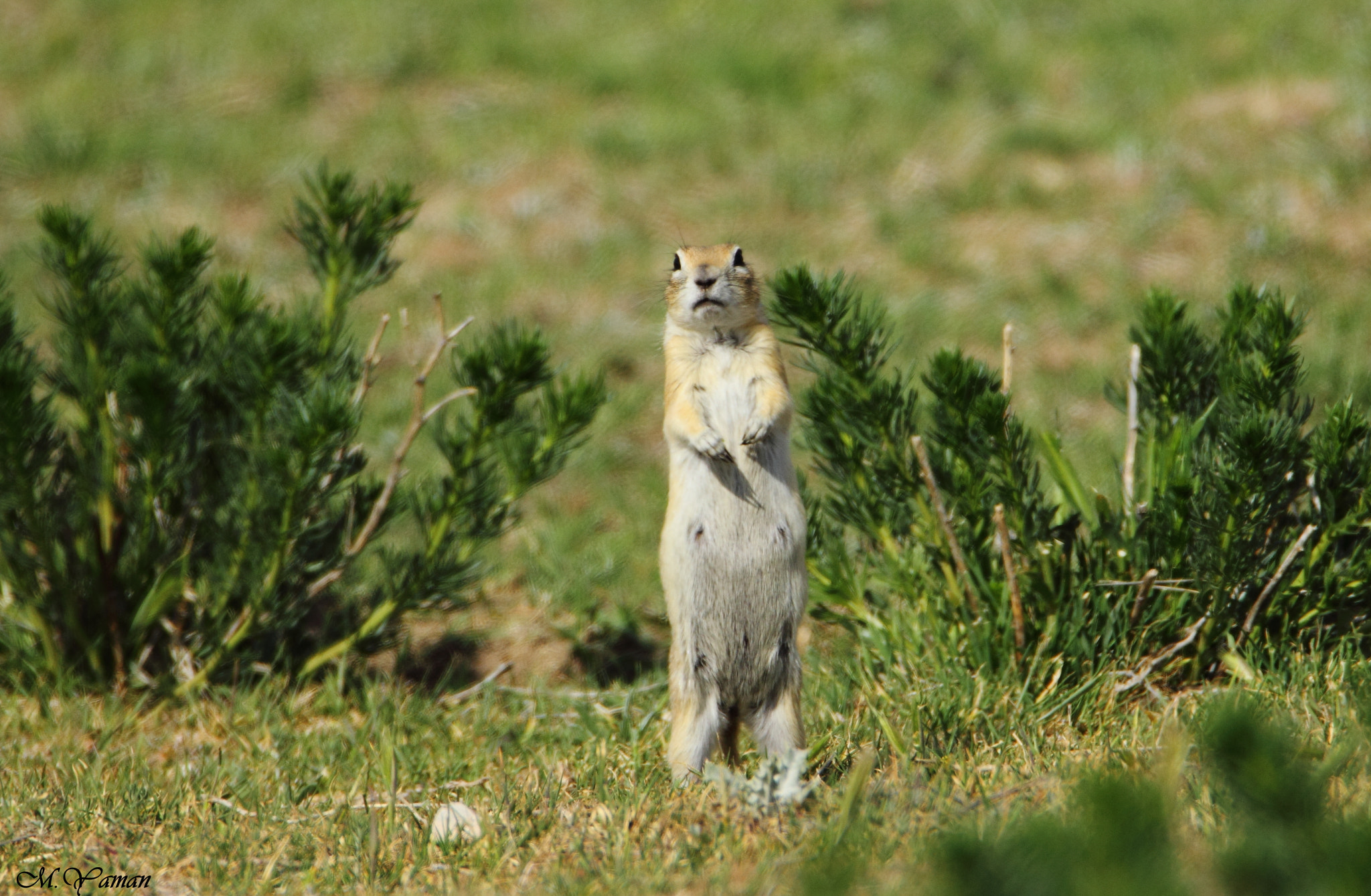 Tamron SP 150-600mm F5-6.3 Di VC USD sample photo. Fake meerkat :) photography