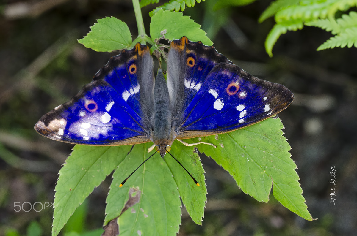 Sigma 150mm F2.8 EX DG OS Macro HSM sample photo. Blue dressed lady. photography