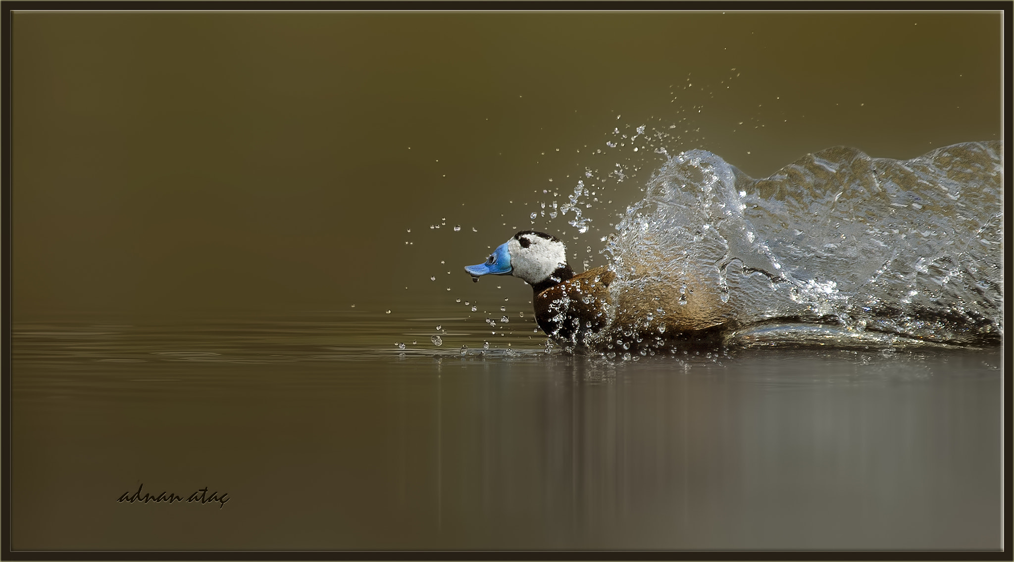 Nikon D4 sample photo. Dikkuyruk - white headed duck - oxyura leucocephala photography