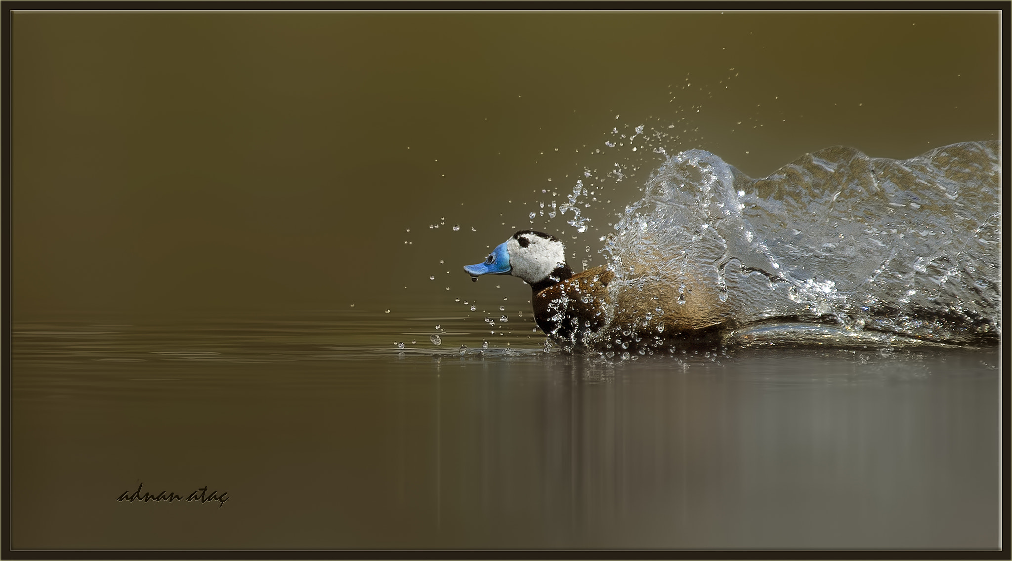 Sigma 300-800mm F5.6 EX DG HSM sample photo. Dikkuyruk - white headed duck - oxyura leucocephala photography