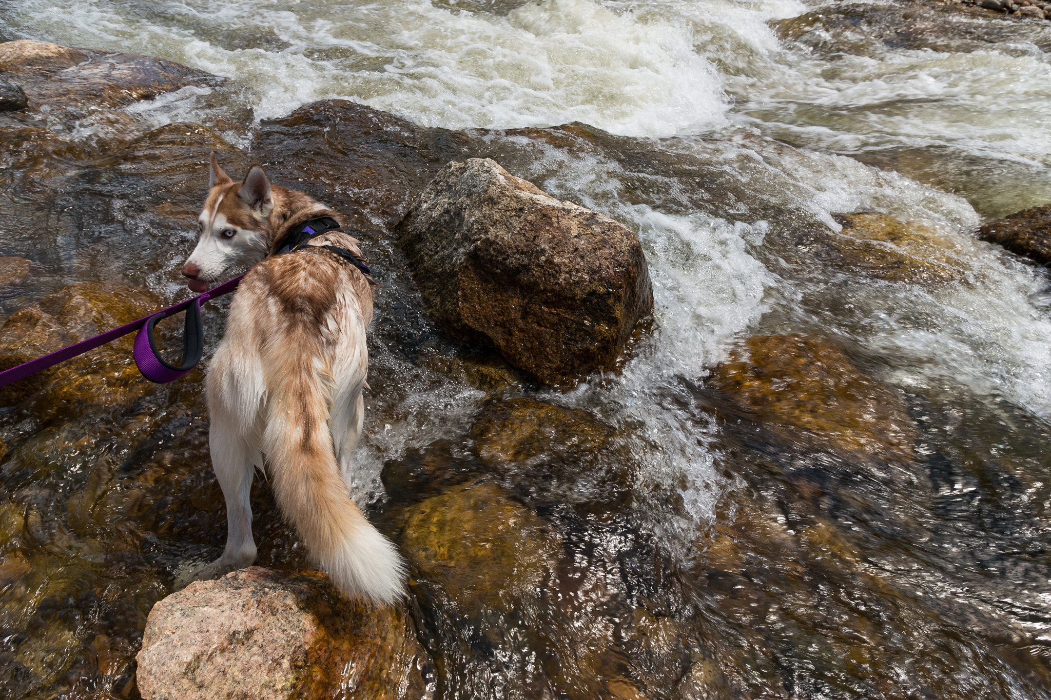 Canon EF-S 10-18mm F4.5–5.6 IS STM sample photo. Sansa emotes before swimming photography