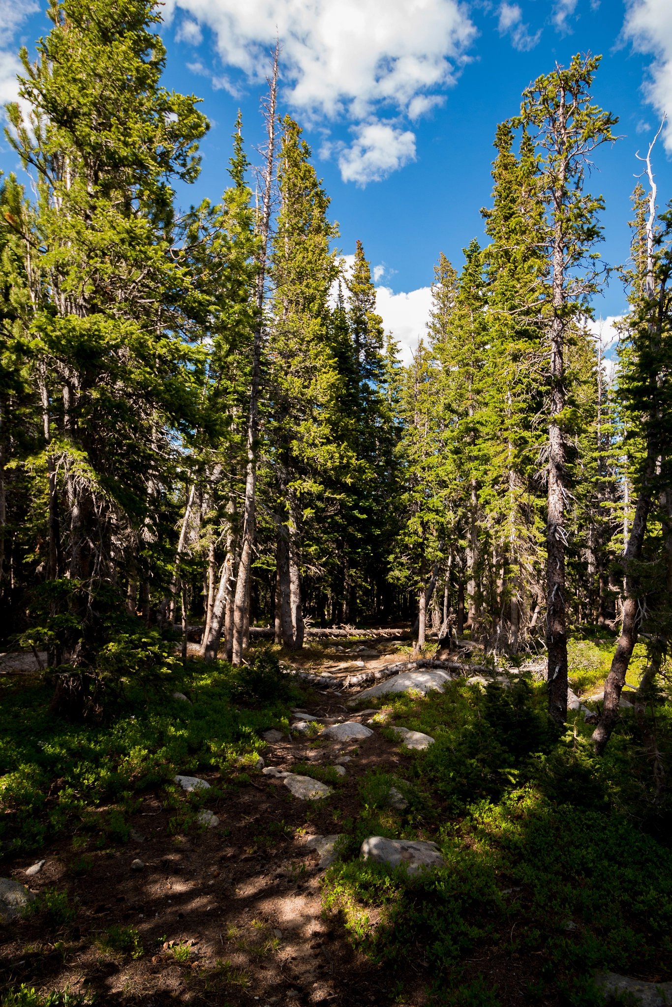 Canon EF-S 10-18mm F4.5–5.6 IS STM sample photo. Forest area north of s st vrain creek photography