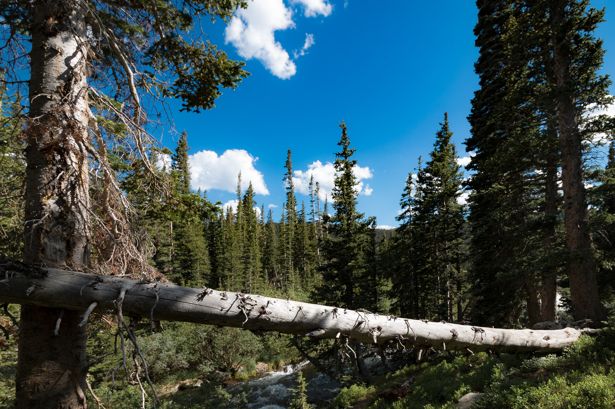Canon EF-S 10-18mm F4.5–5.6 IS STM sample photo. A fallen tree by the creek photography