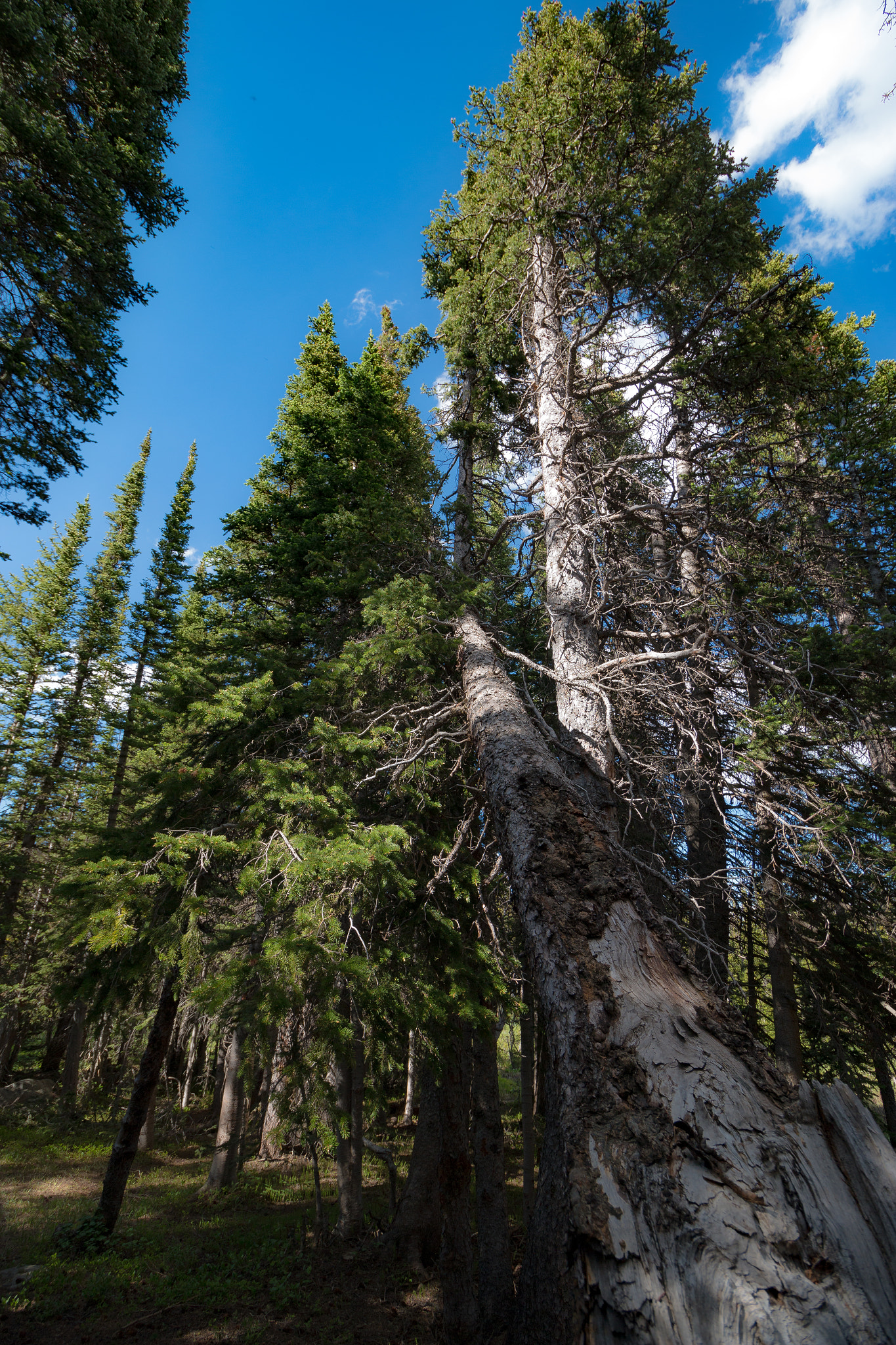 Canon EF-S 10-18mm F4.5–5.6 IS STM sample photo. A fallen tree photography