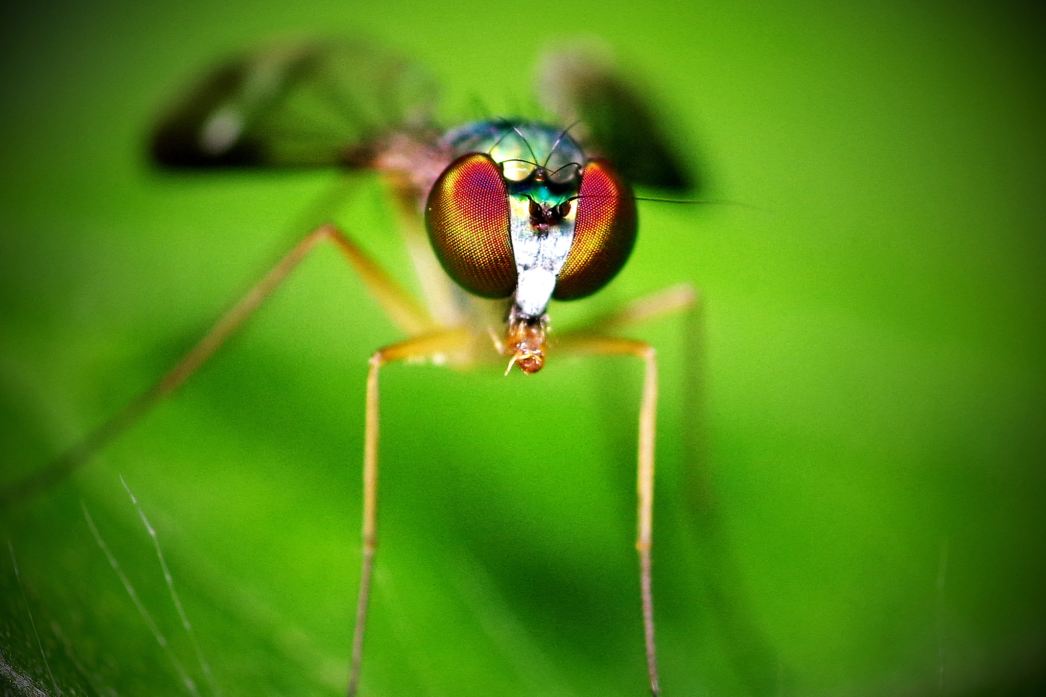 Pentax smc D-FA 100mm F2.8 Macro WR sample photo. Insect photography