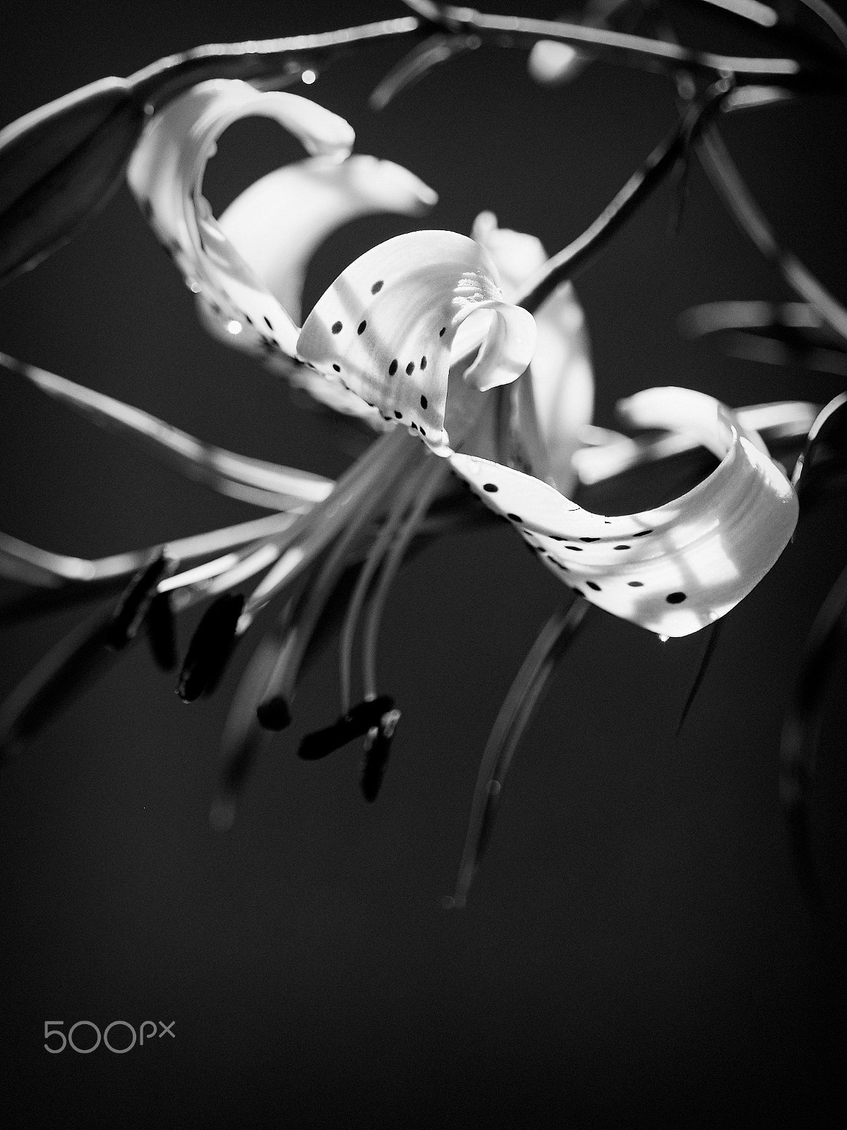 Nikon D750 + AF Micro-Nikkor 60mm f/2.8 sample photo. Tiger lily study black and white photography