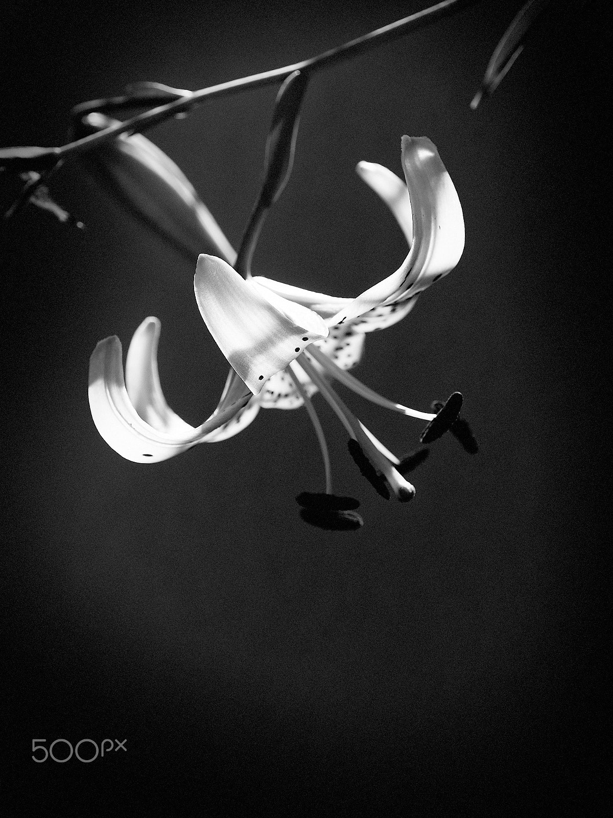 Nikon D750 + AF Micro-Nikkor 60mm f/2.8 sample photo. Tiger lily study black and white photography