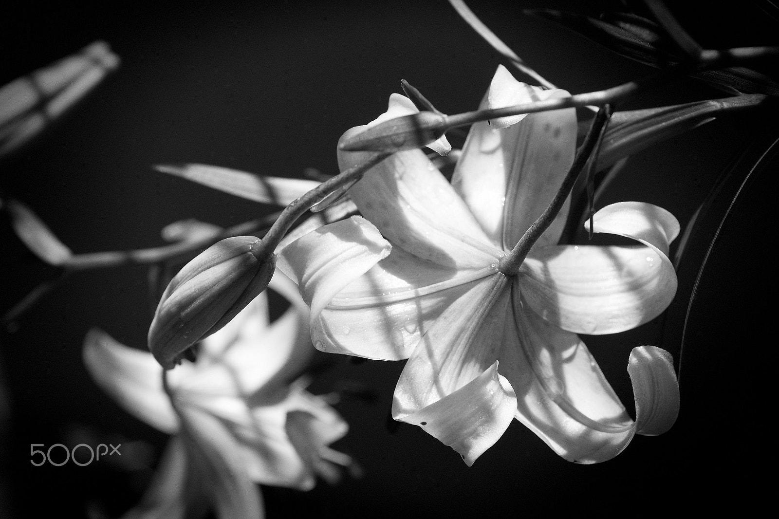 Nikon D750 + AF Micro-Nikkor 60mm f/2.8 sample photo. Tiger lily study black and white photography