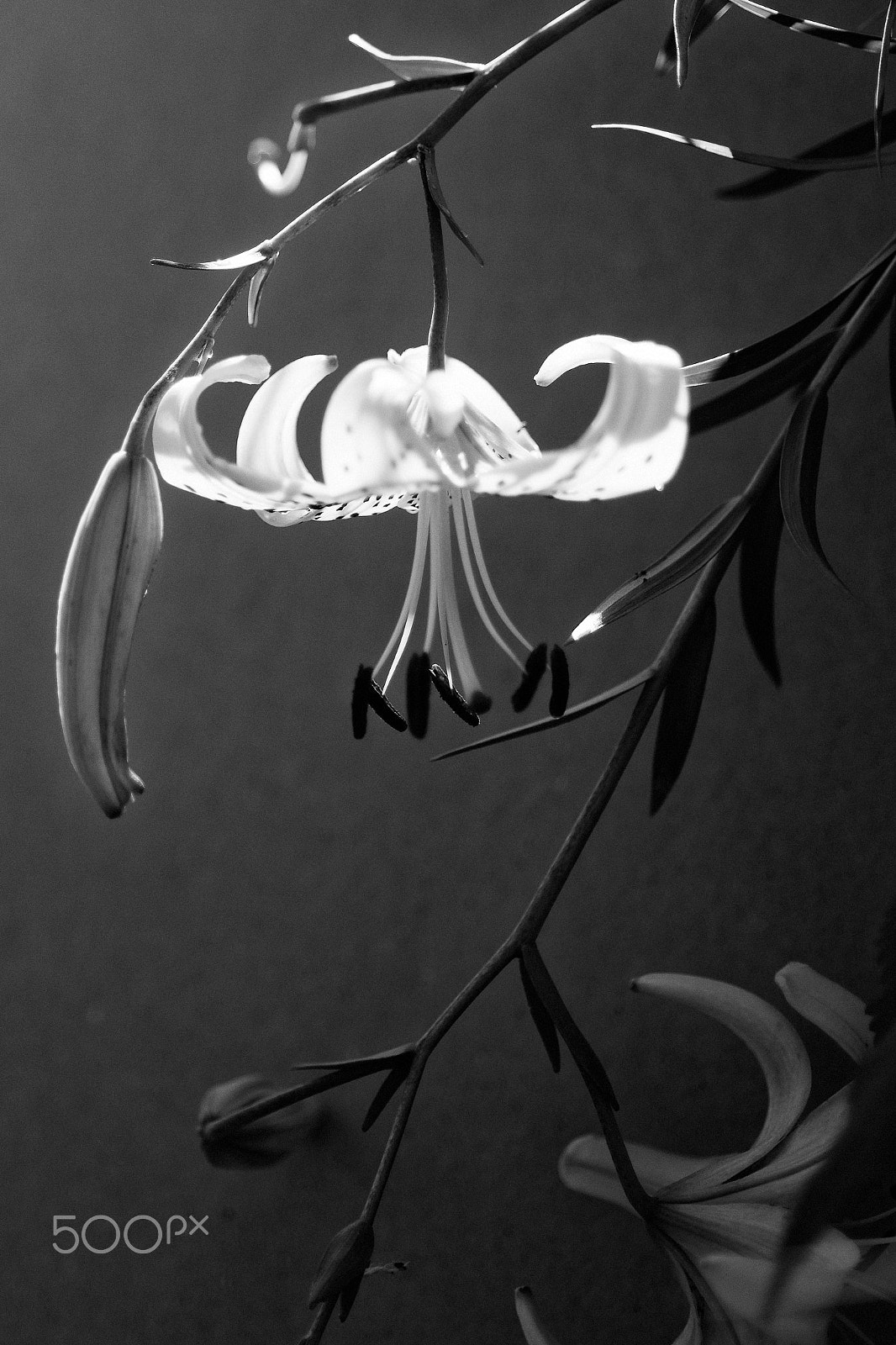 Nikon D750 + AF Micro-Nikkor 60mm f/2.8 sample photo. Tiger lily study black and white photography