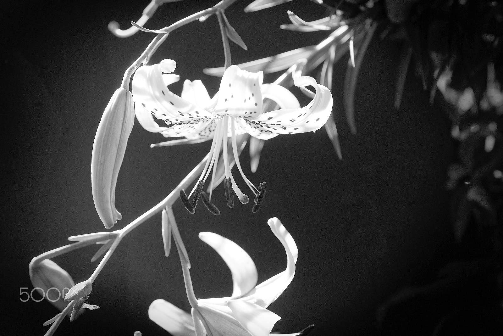 AF Micro-Nikkor 60mm f/2.8 sample photo. Tiger lily study black and white photography
