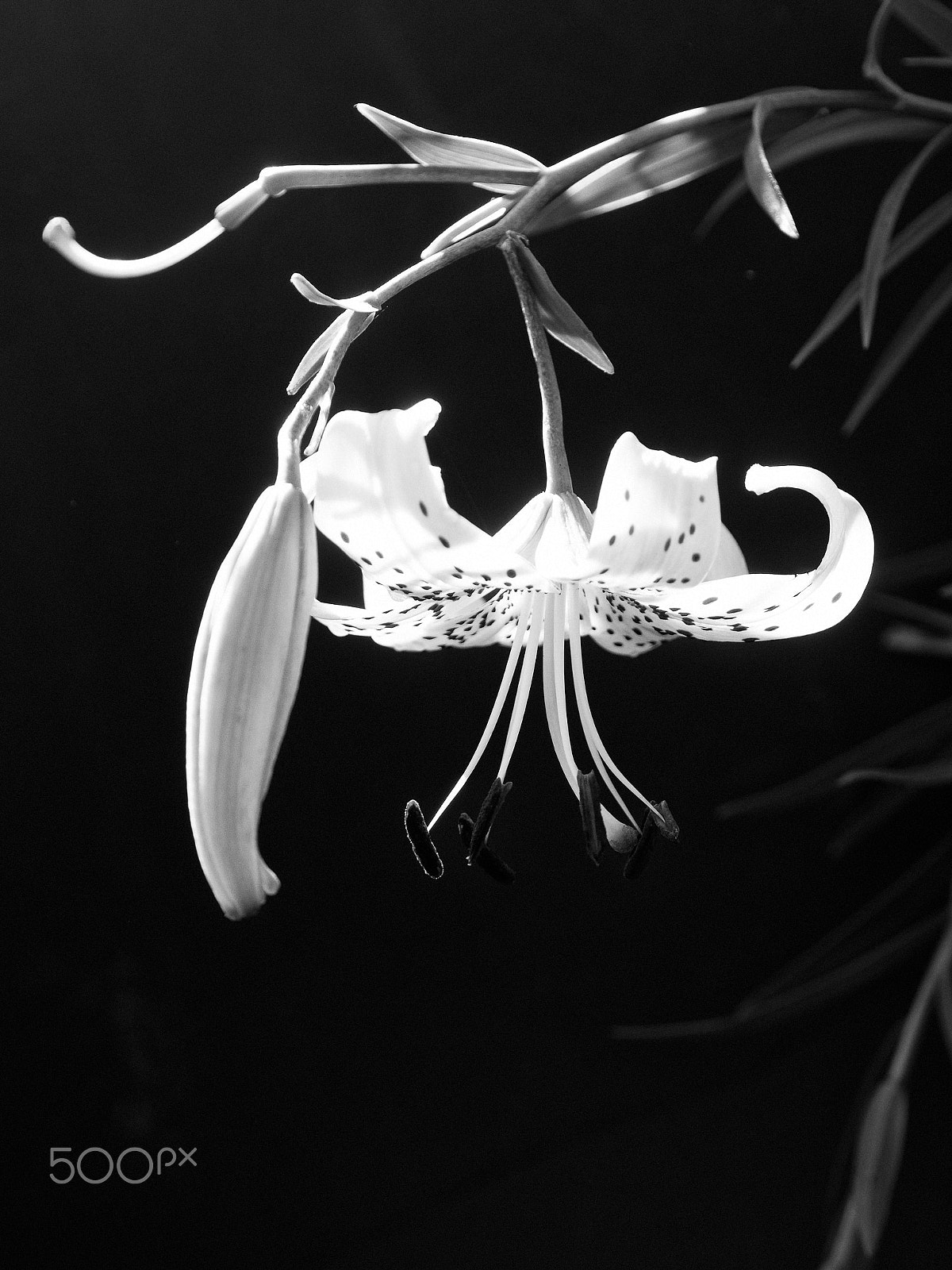 Nikon D750 + AF Micro-Nikkor 60mm f/2.8 sample photo. Tiger lily study black and white photography