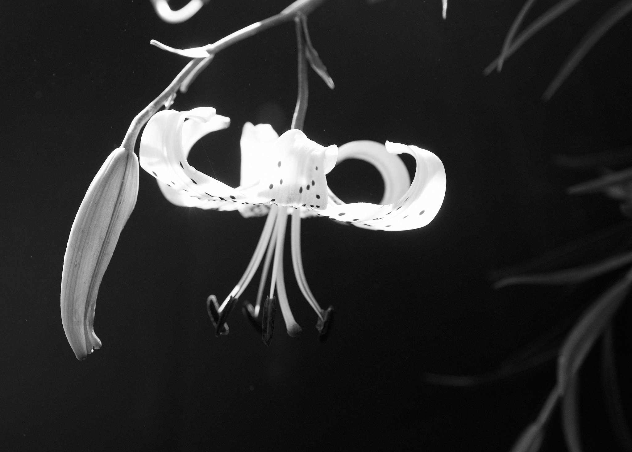 Nikon D750 + AF Micro-Nikkor 60mm f/2.8 sample photo. Tiger lily study black and white photography