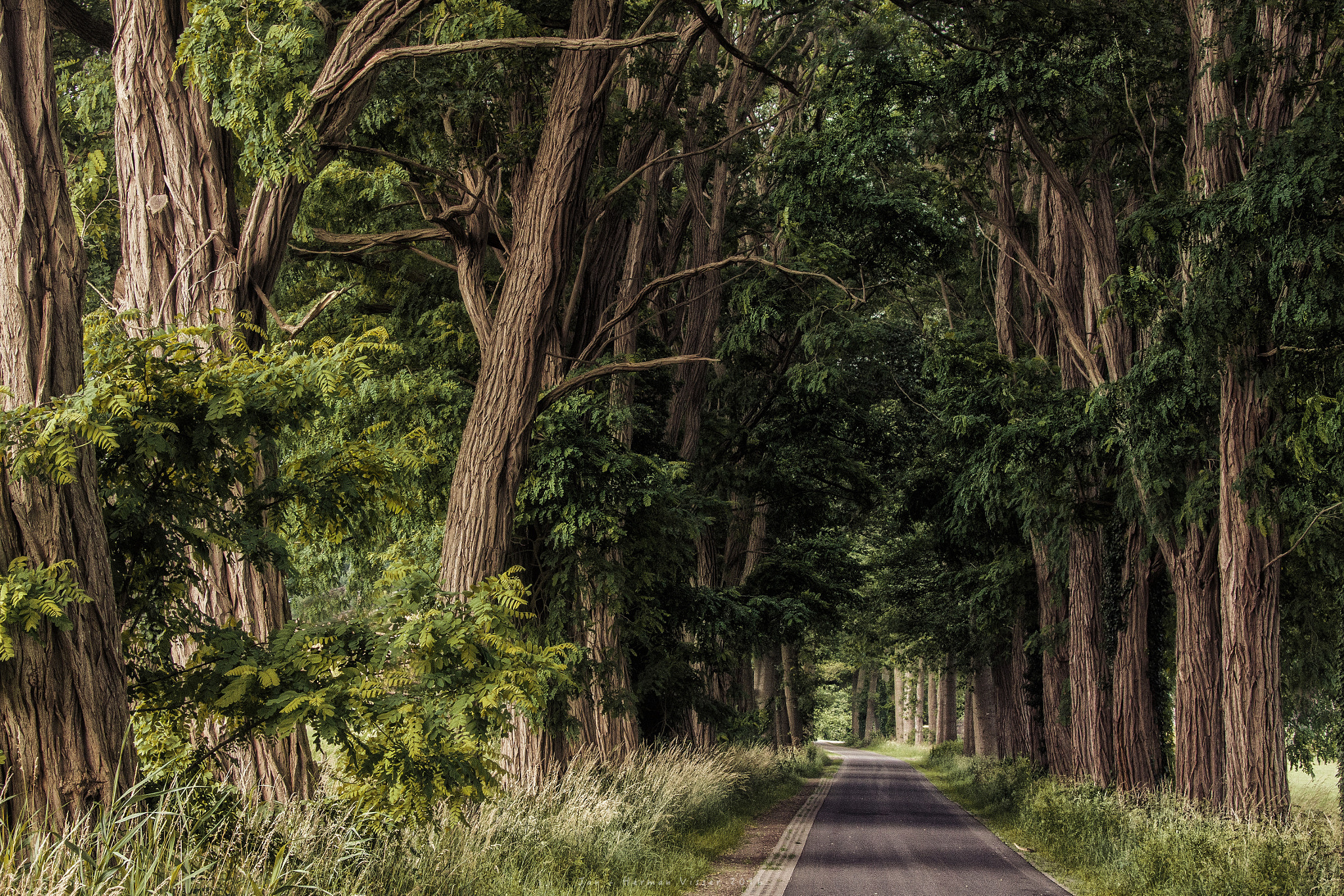 Canon EF 50-200mm f/3.5-4.5 sample photo. Acacia road... photography