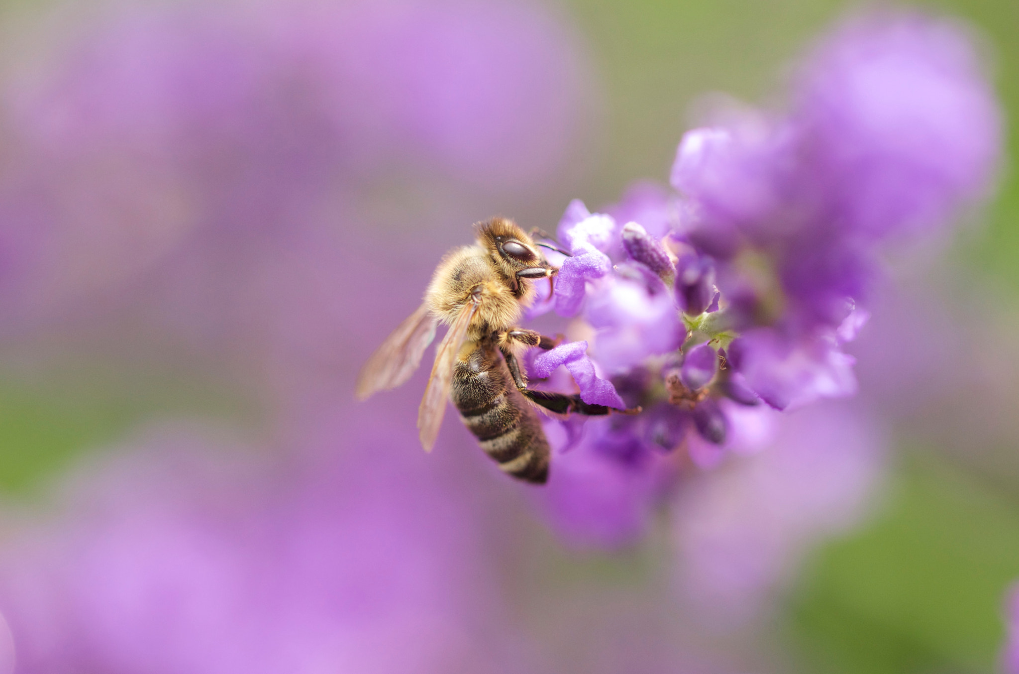 Canon EF 100mm F2.8L Macro IS USM sample photo. Thanks dear bee....! photography
