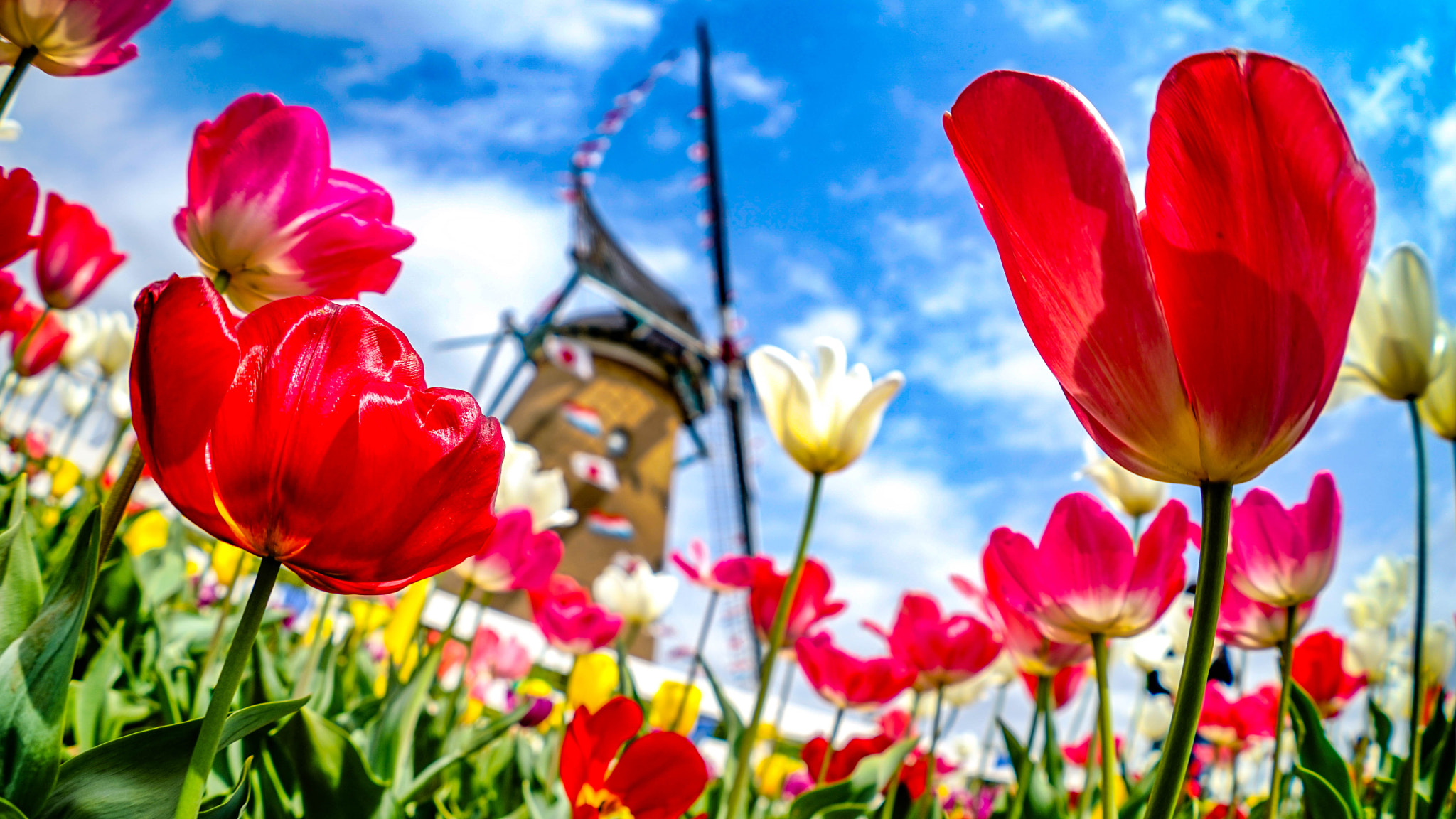 FE 16mm F3.5 Fisheye sample photo. Tulip festival photography