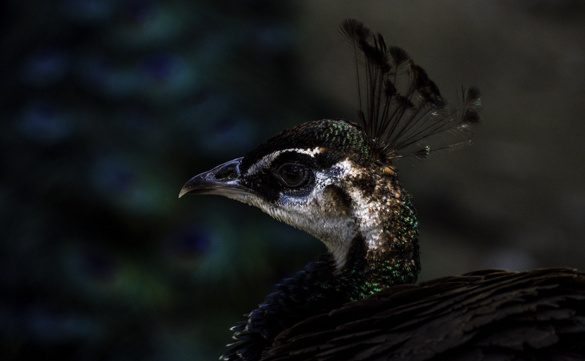 Panasonic Lumix DMC-GH4 sample photo. Peacock photography