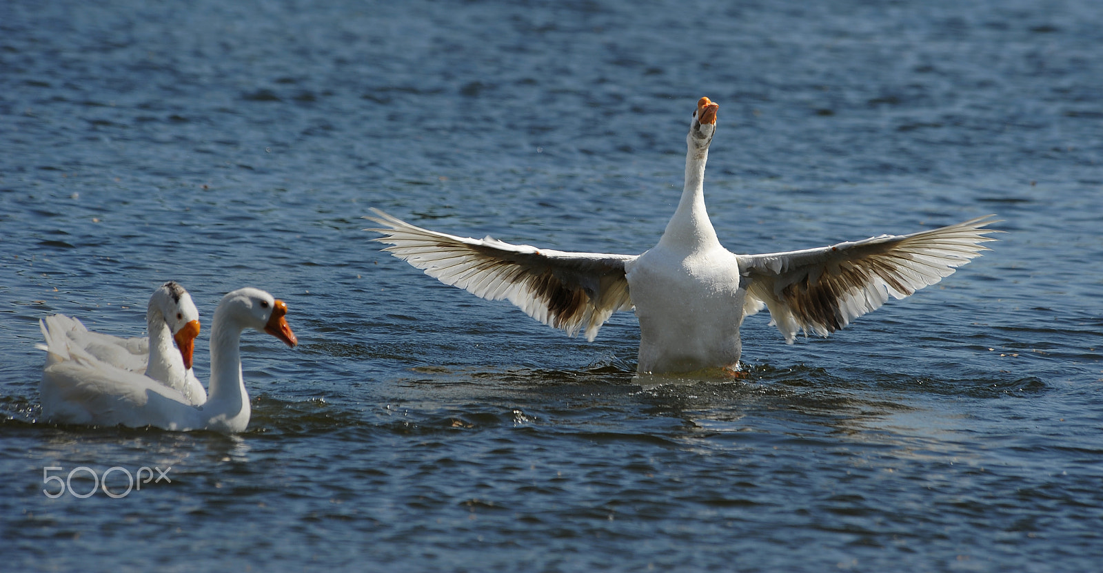 Nikon D3 sample photo. Salute photography